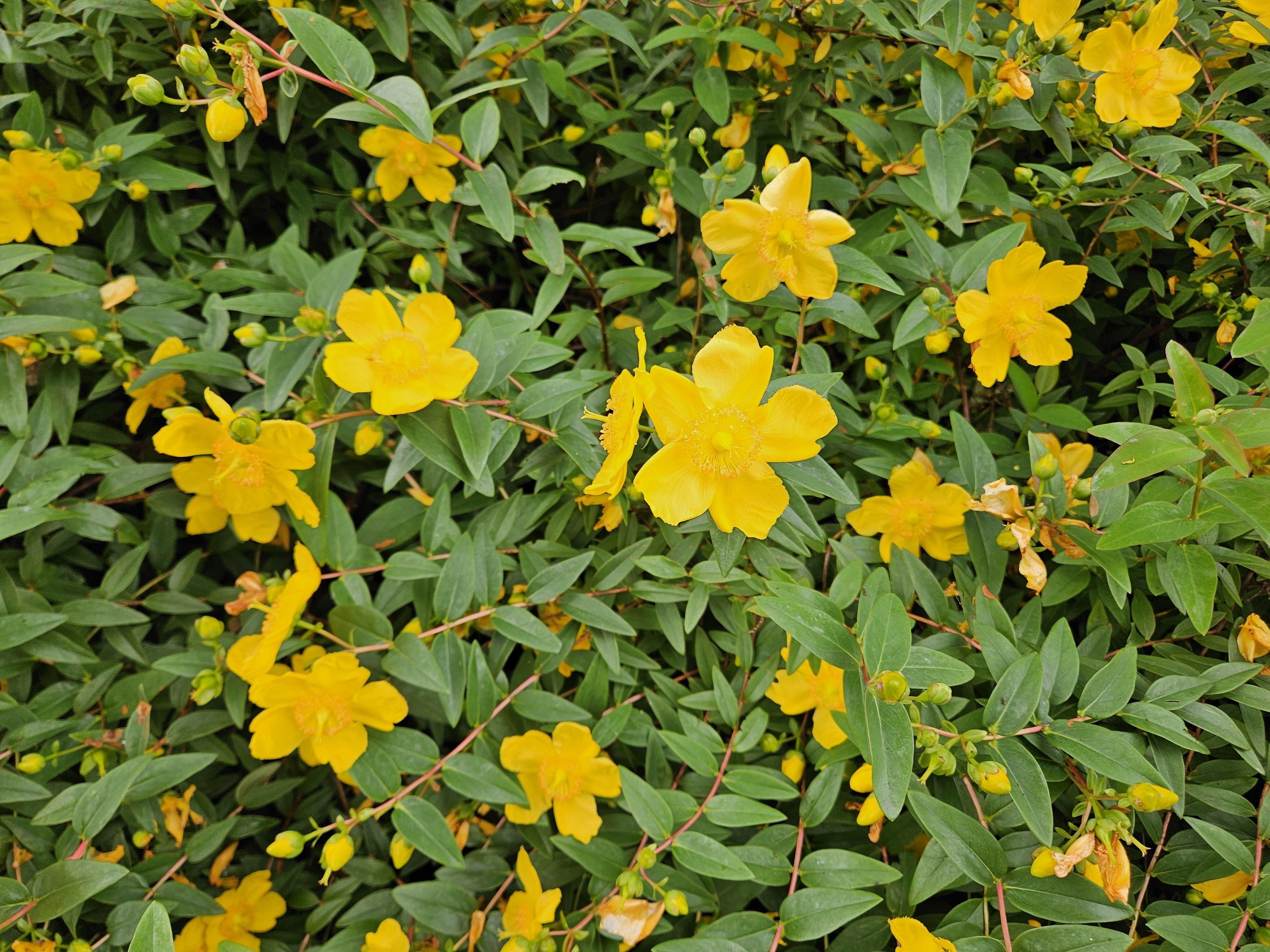 Garden basics 60x Hypericum dummeri 'Peter Dummer' - ↕10-25cm - Ø9cm (47830)