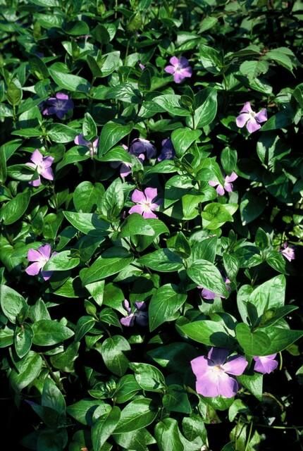 Garden basics 12x Vinca major - ↕10-25cm - Ø9cm (47941)
