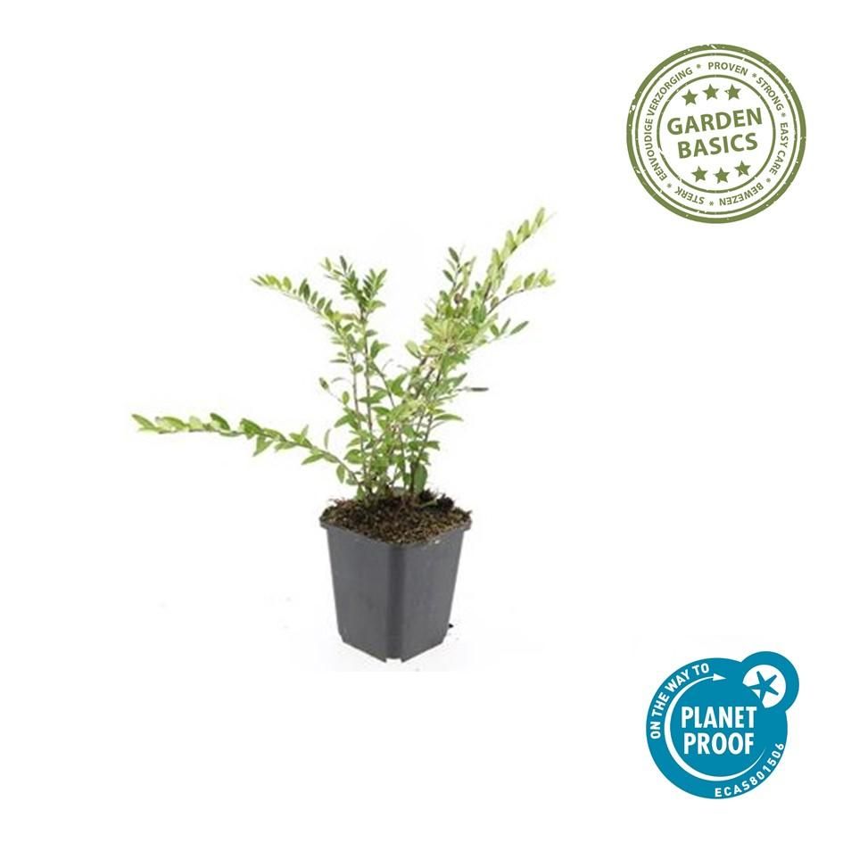 Garden basics 6x Lonicera pileata - ↕10-25cm - Ø9cm (47911)