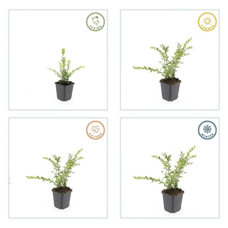 Garden basics 6x Lonicera pileata - ↕10-25cm - Ø9cm (47911)