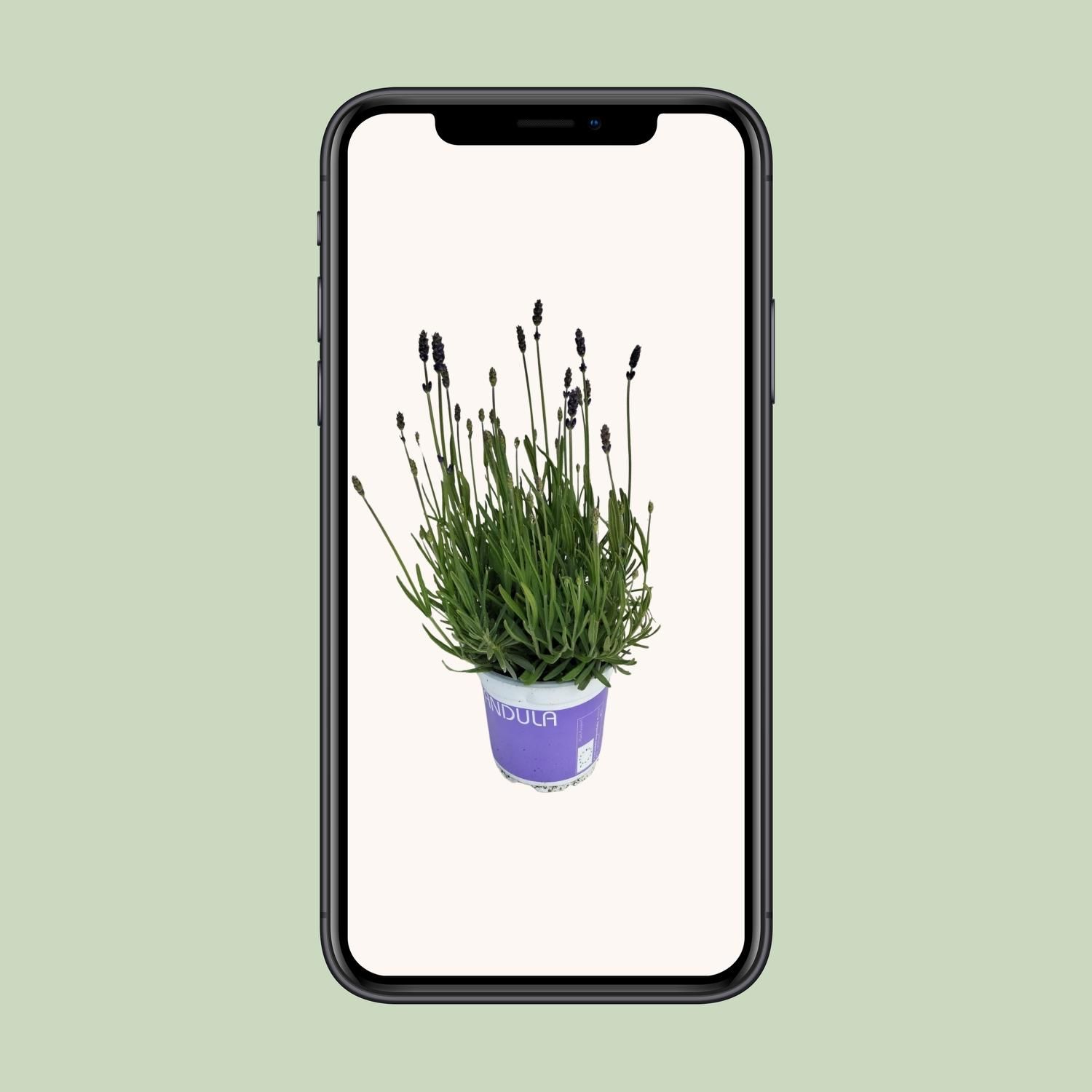 Lavendel Lavandula Hidcote Blue Blauw (25485)