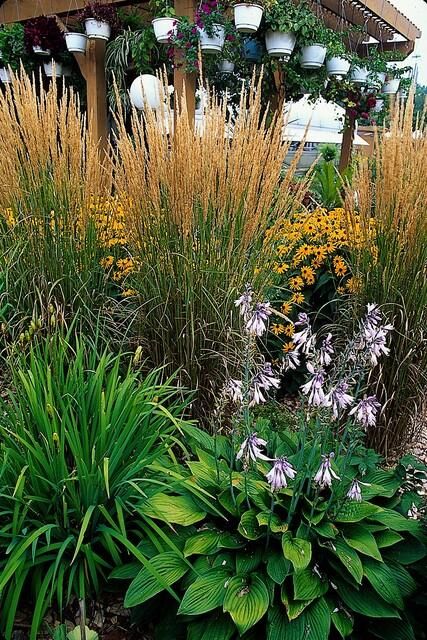 Garden basics 60x Calamagrostis acut. 'Karl Foerster' - ↕10-25cm - Ø9cm (47625)