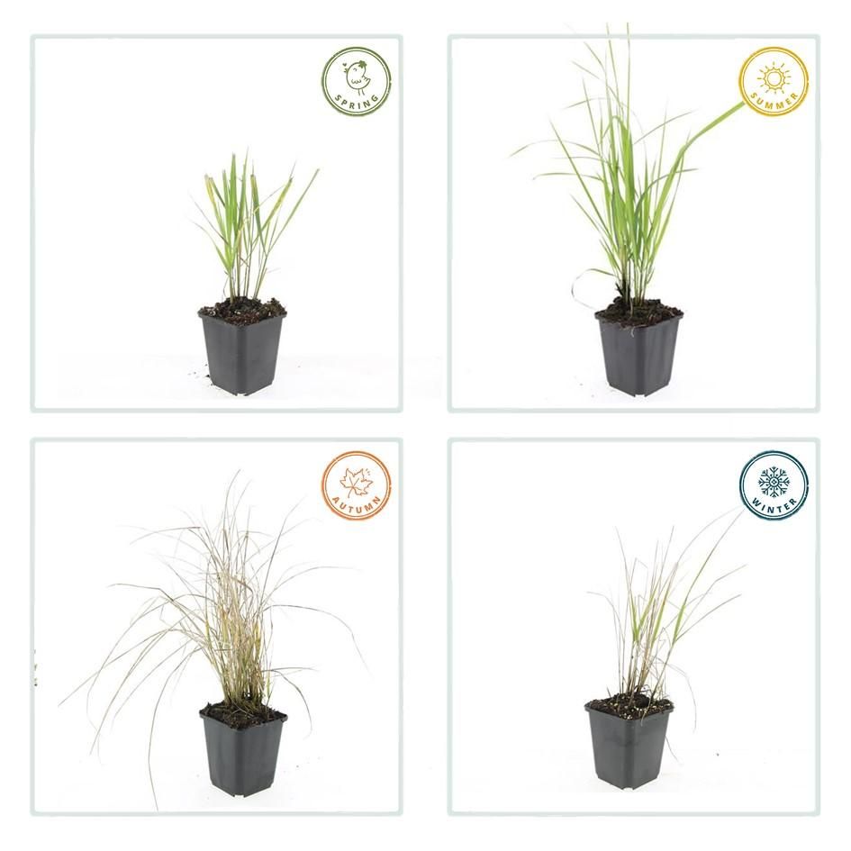 Garden basics 60x Calamagrostis acut. 'Karl Foerster' - ↕10-25cm - Ø9cm (47625)