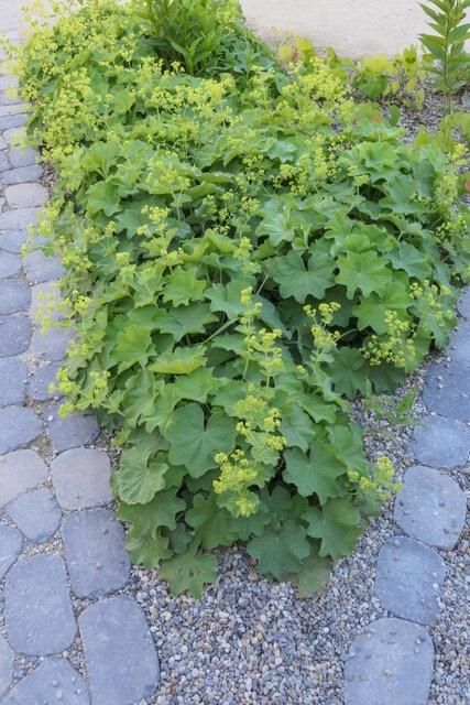 Garden basics 60x Alchemilla mollis - ↕10-25cm - Ø9cm (46868)