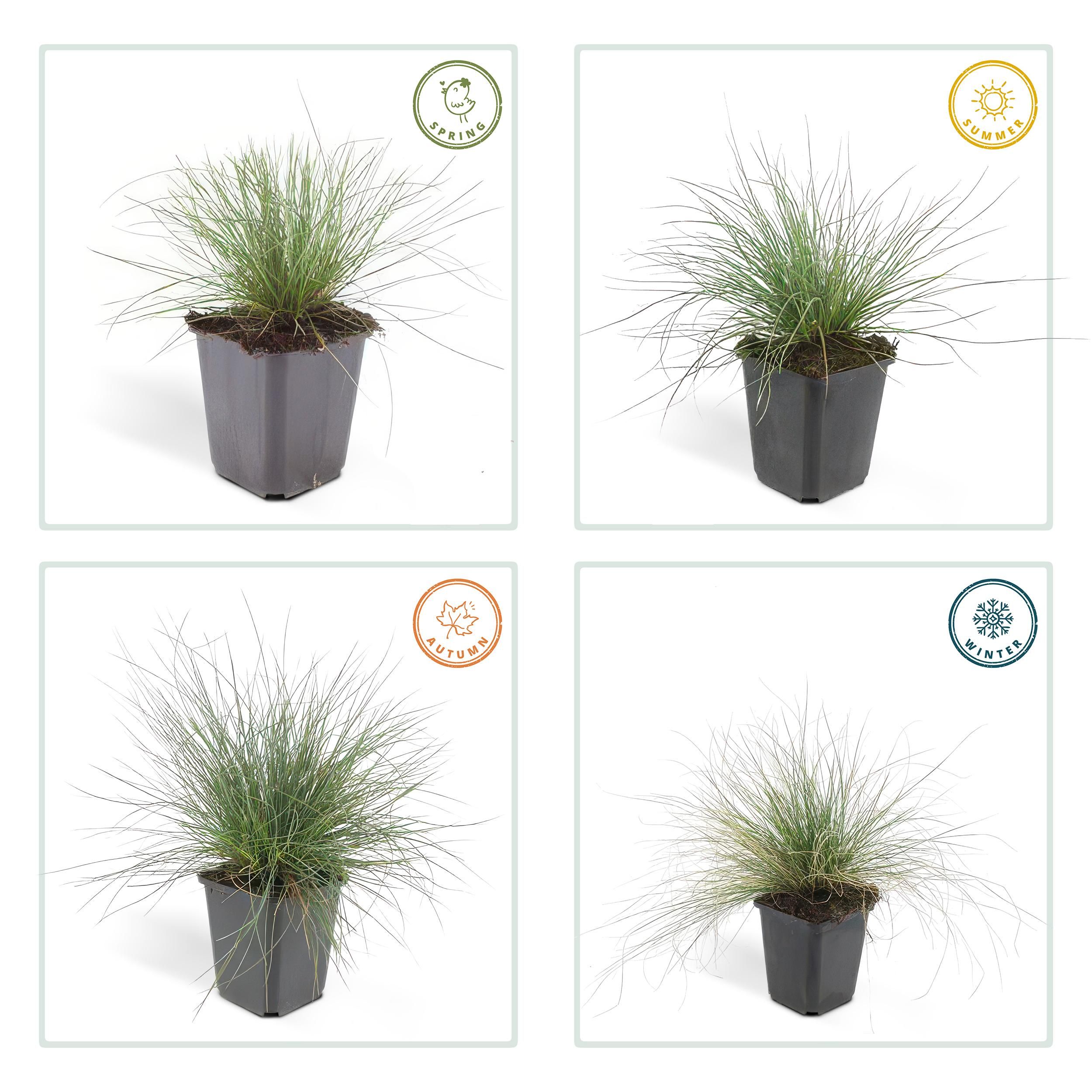 Garden basics 48x Festuca glauca 'Elijah Bleu' - ↕10-25cm - Ø9cm (50413)