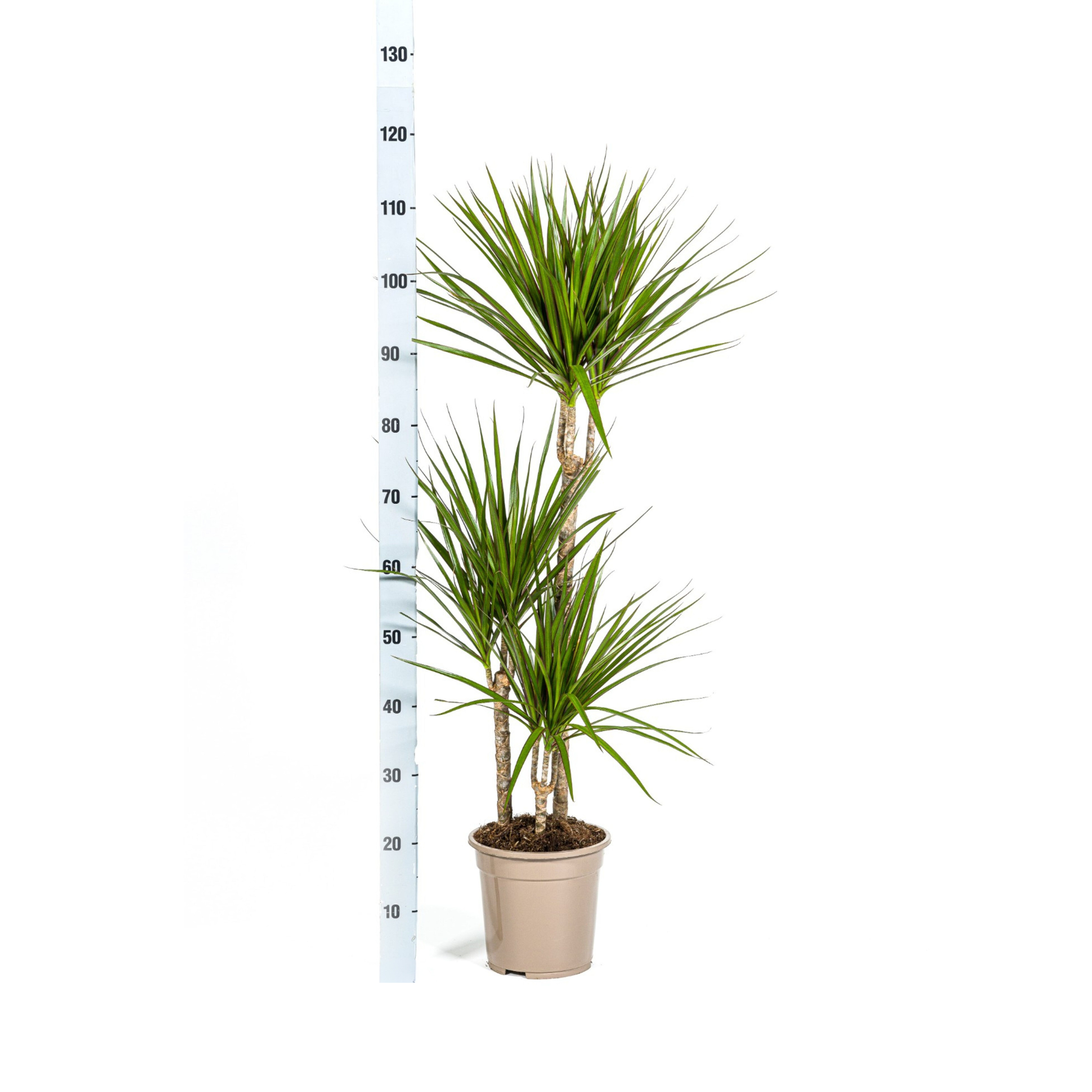 Dracaena Marginata Green met mand Ø21cm - ↕110 (48775)