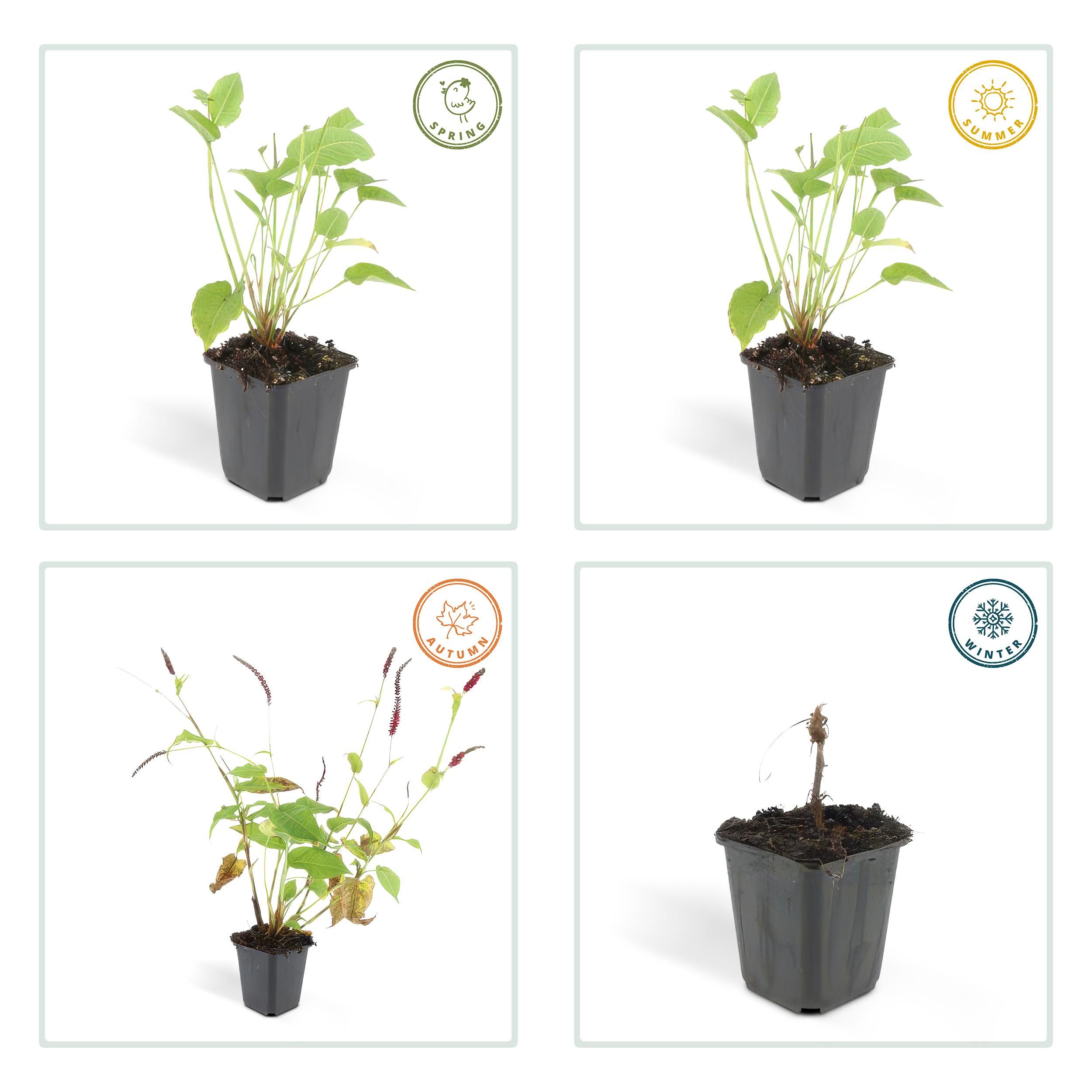 Garden basics 24x Persicaria amplexicaulis - ↕10-25cm - Ø9cm (50510)