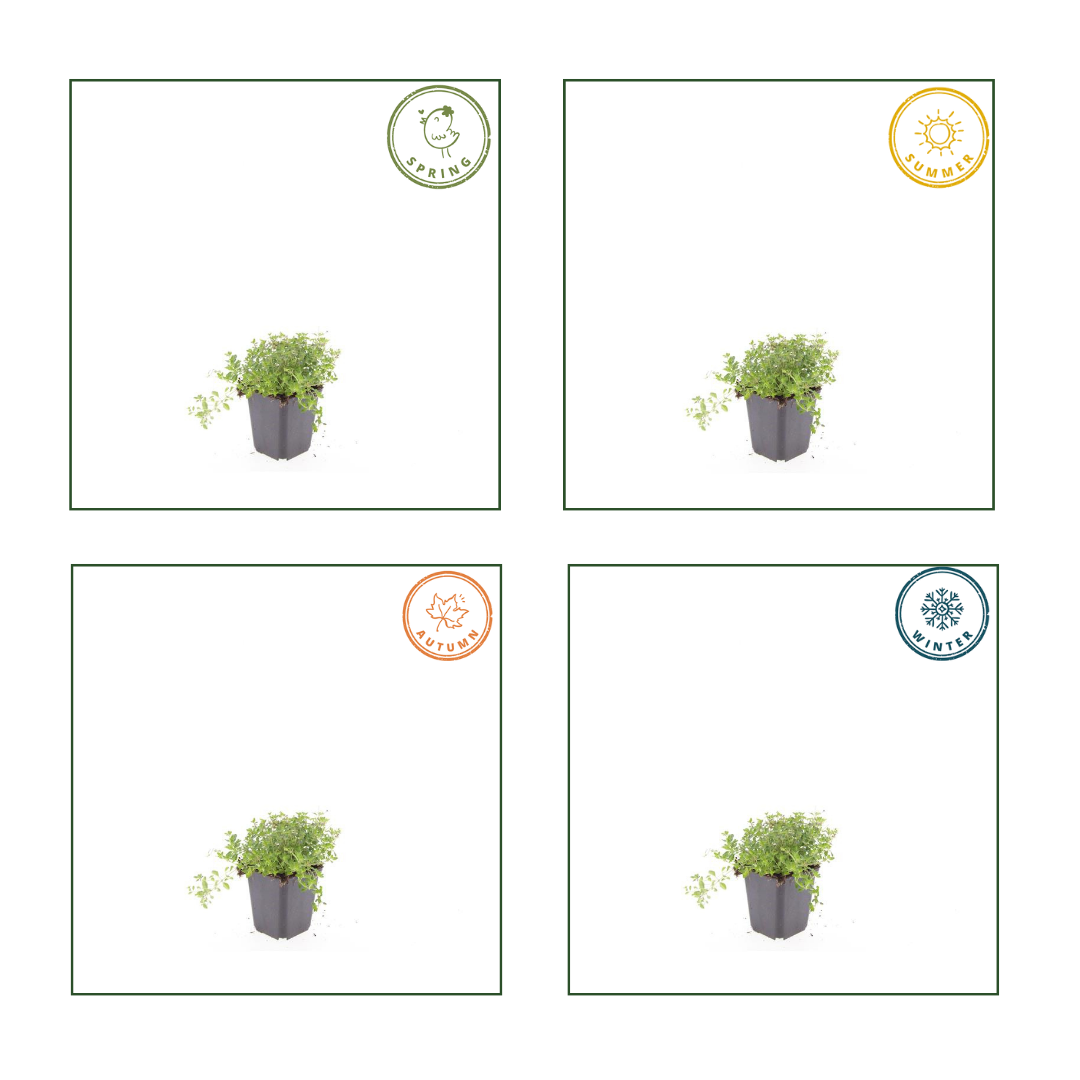 Garden basics 24x thymus serpyllum - ↕10-25cm - Ø9cm (54773)