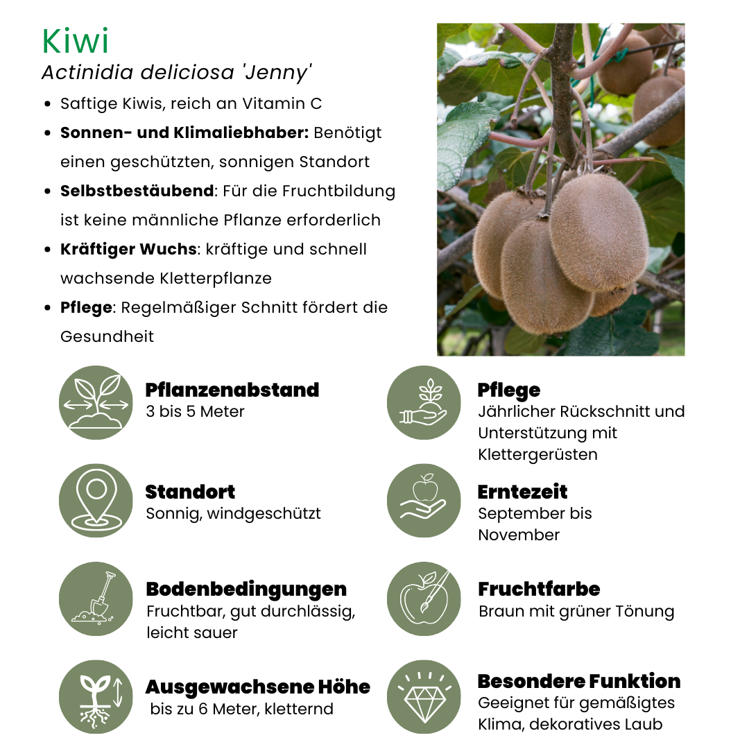 Plants by frank 6 x Biologische kiwiplanten - Ø 13 cm - ↨ 20 cm (8721001421220)