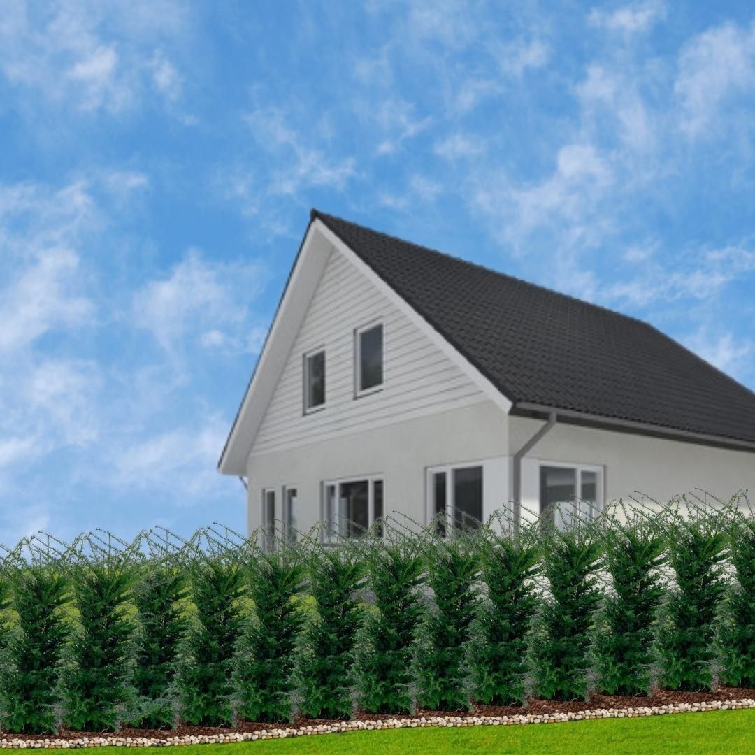 Plants by frank Grote taxus planten voor 10 strekkende meter haag | - 12L - 20 x | ↨ 100-125 cm (8721001420940)