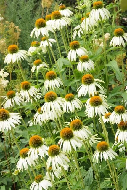 Garden basics 60x Echinacea p. 'White Swan' - ↕10-25cm - Ø9cm (47693)