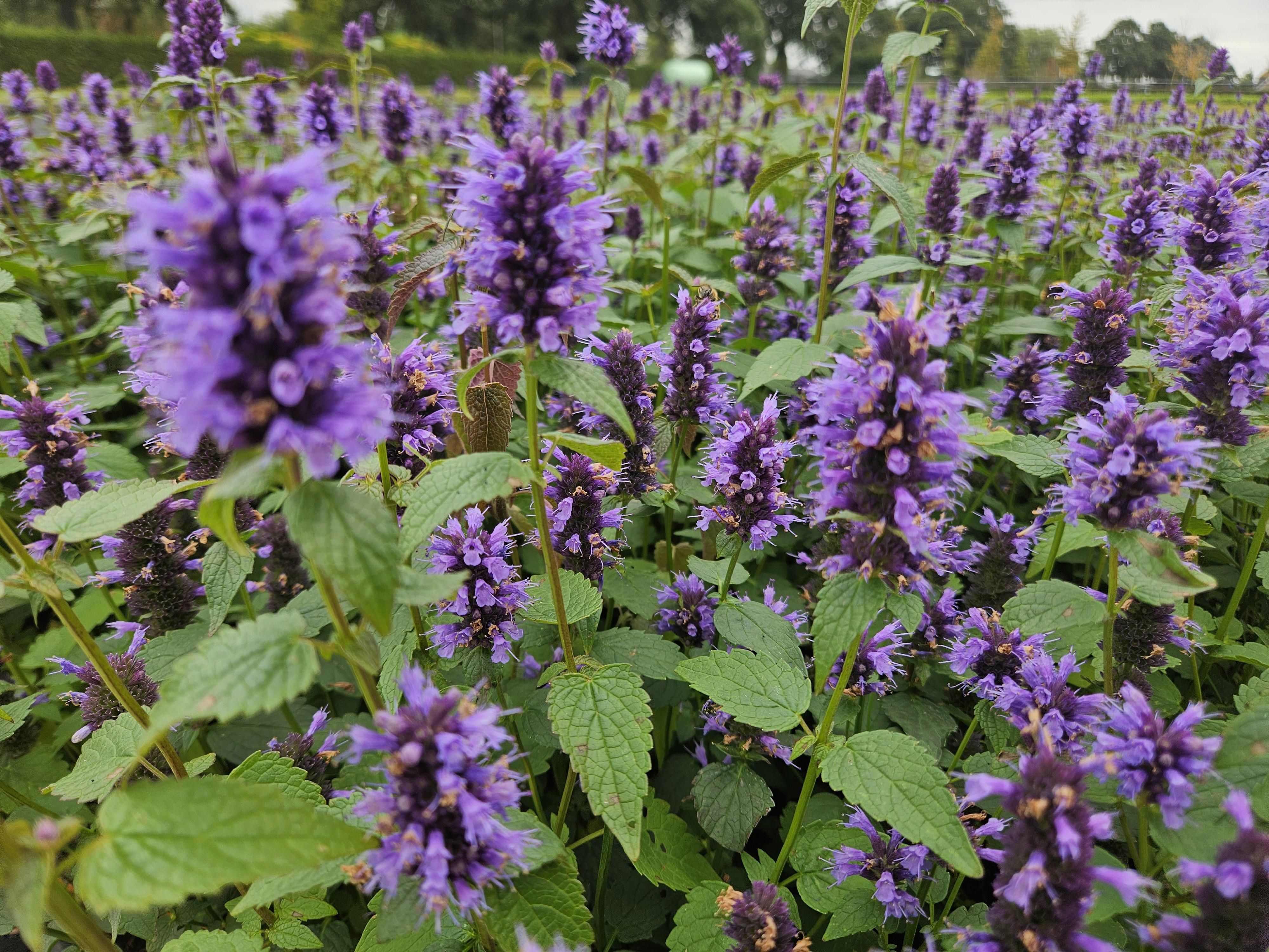 Garden basics 12x Agastache 'Blue Fortune' - ↕10-25cm - Ø9cm (47565)