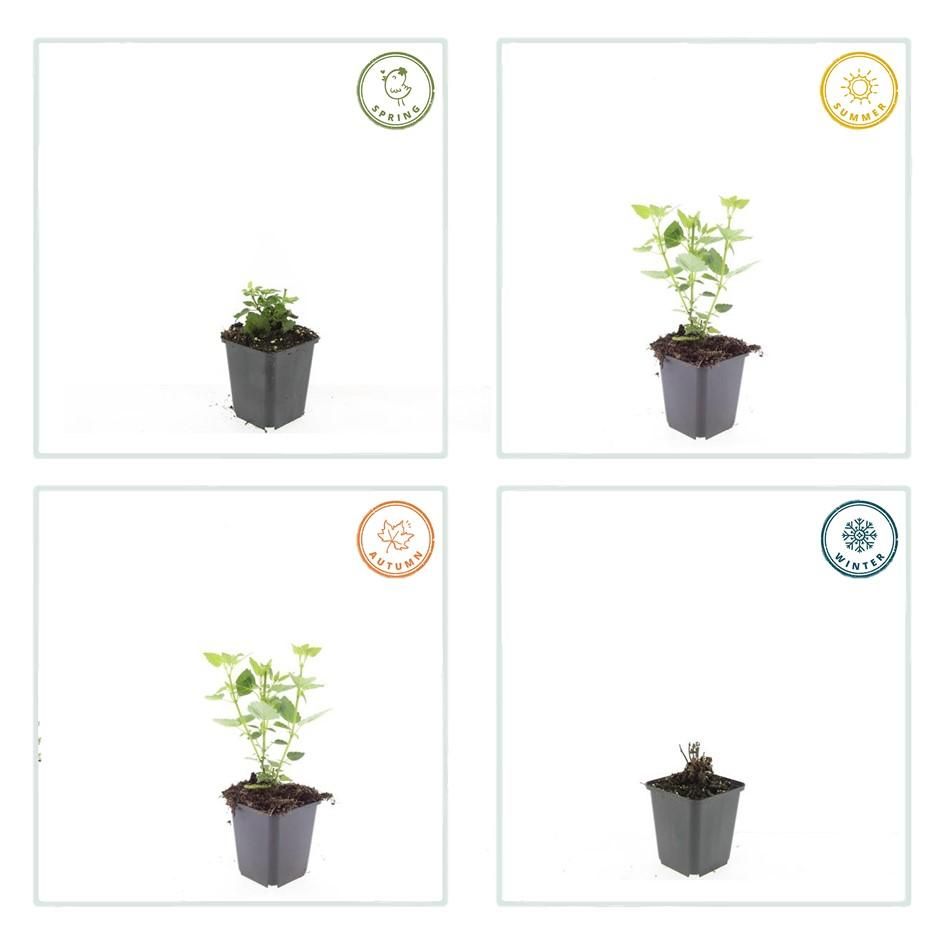 Garden basics 12x Agastache 'Blue Fortune' - ↕10-25cm - Ø9cm (47565)