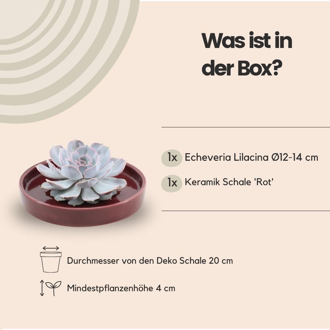 Rootless by aloe demi ROOTLESS Succulent Echeveria Lilacina in schaal 'rood' Ø20 cm (8721001420230)