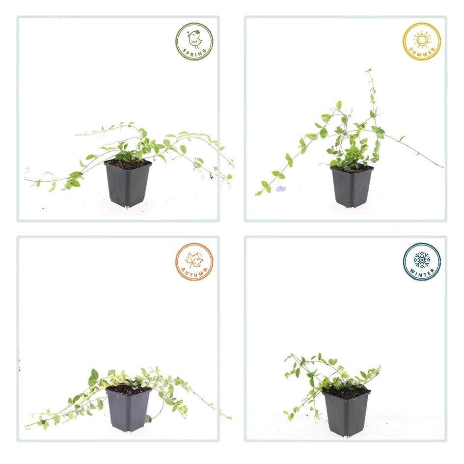 Garden basics 6x Vinca minor 'Blue and Gold' - ↕10-25cm - Ø9cm (48030)