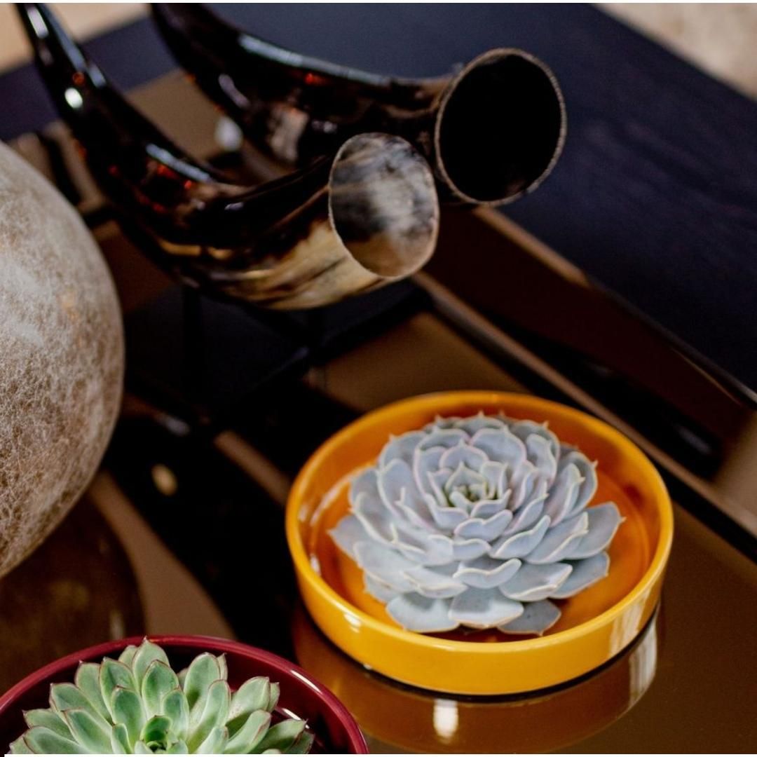 Rootless by aloe demi ROOTLESS Succulent Echeveria Pulidonis in schaal 'geel' Ø20 cm (8721001420131)