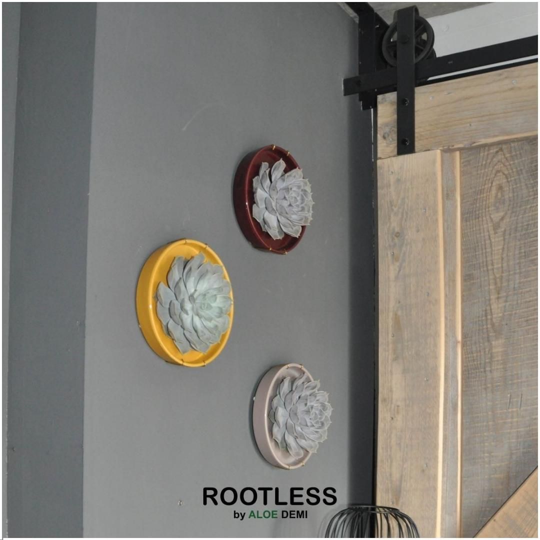 Rootless by aloe demi ROOTLESS Succulent Echeveria Pulidonis in schaal 'geel' Ø20 cm (8721001420131)