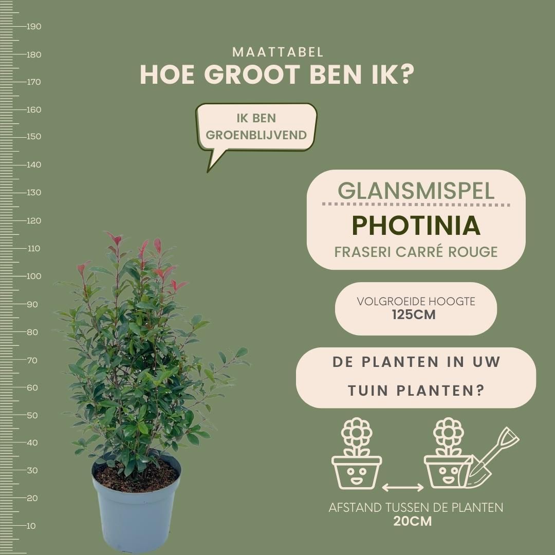 Plants by frank Grote Glansmispel planten voor 10 strekkende meter haag | - 12L - 20x | ↨ 125-150 cm - Carré Rouge (8721001420964)