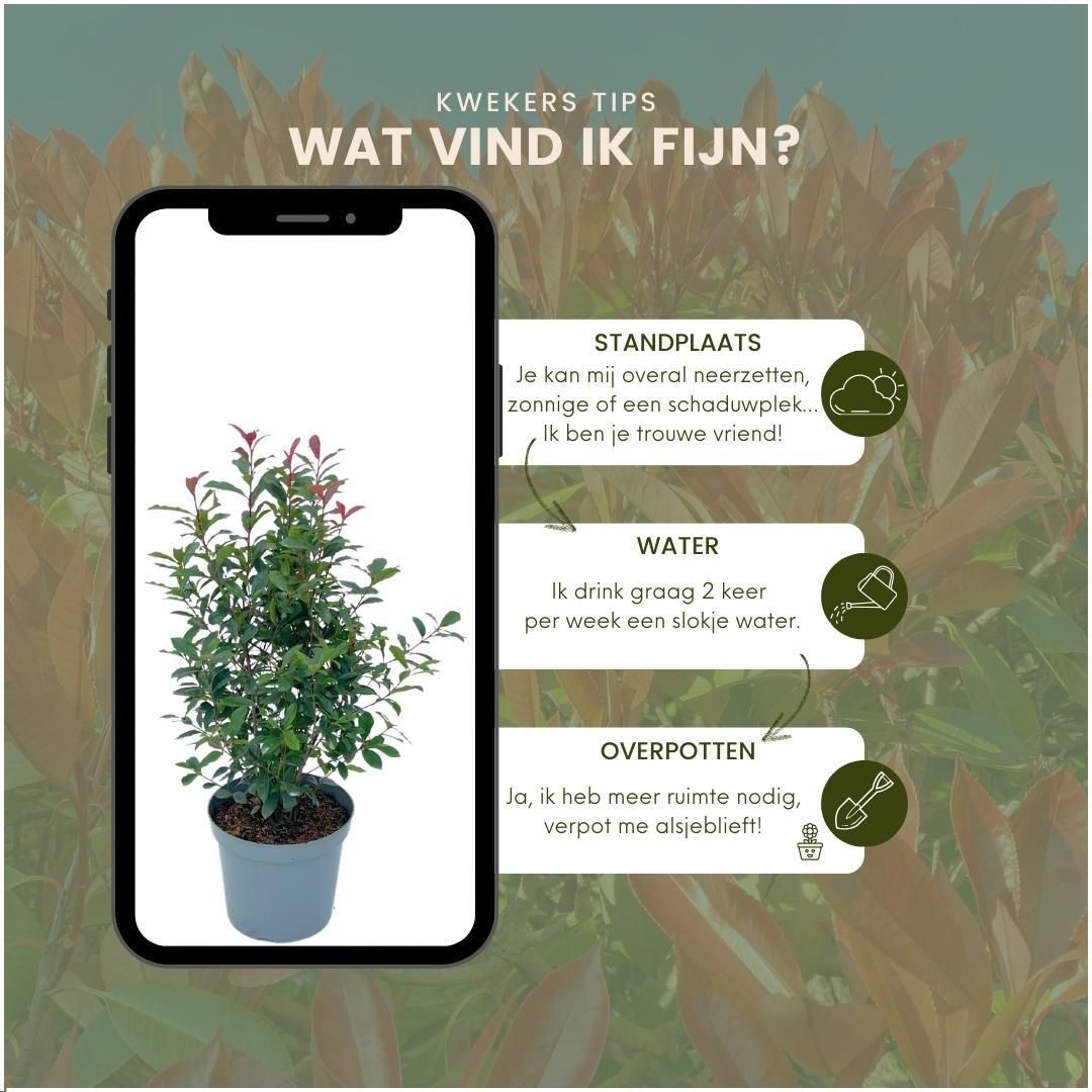 Plants by frank Grote Glansmispel planten voor 10 strekkende meter haag | - 12L - 20x | ↨ 125-150 cm - Carré Rouge (8721001420964)