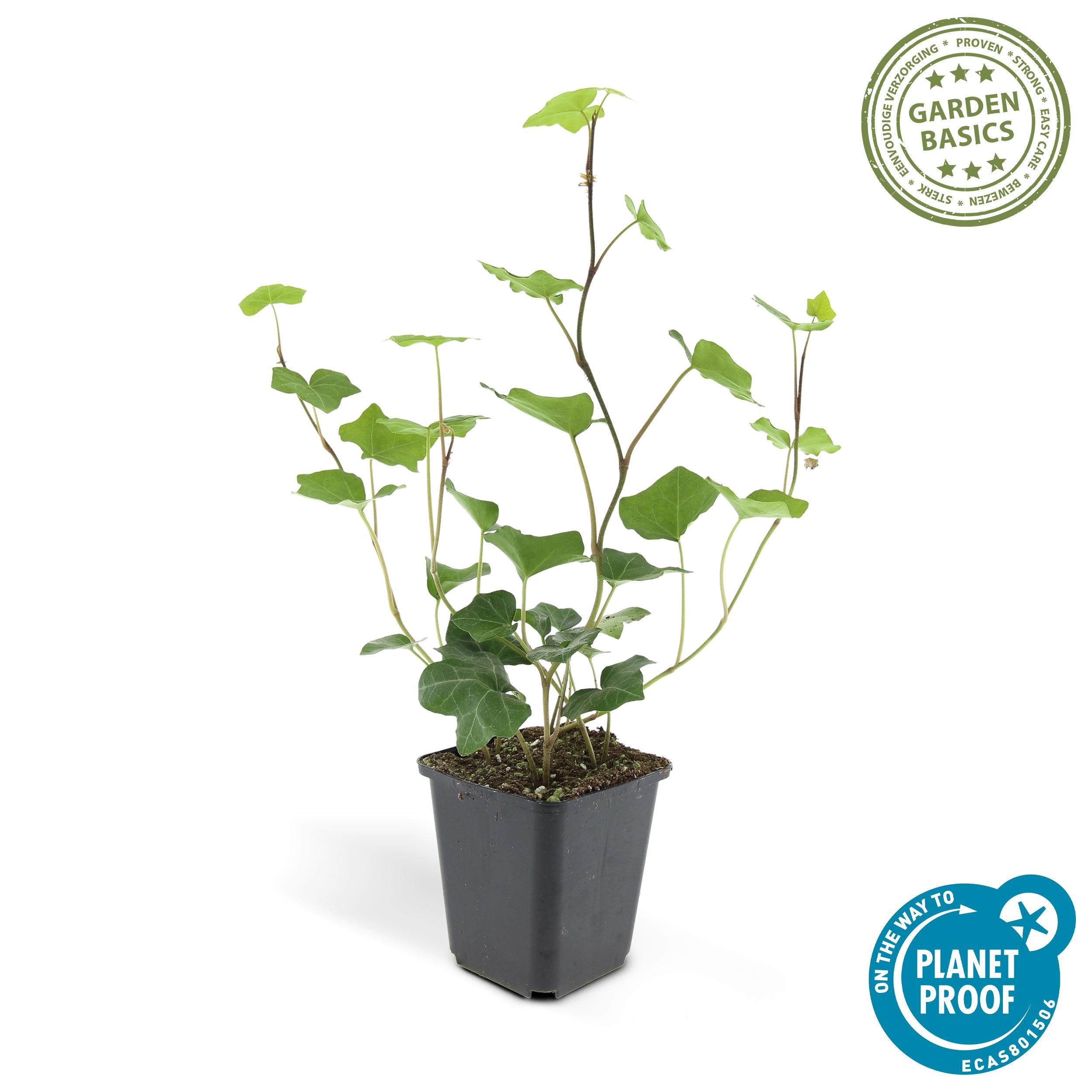 Garden basics 12x Hedera Hibernica - ↕10-25cm - Ø9cm (46930)