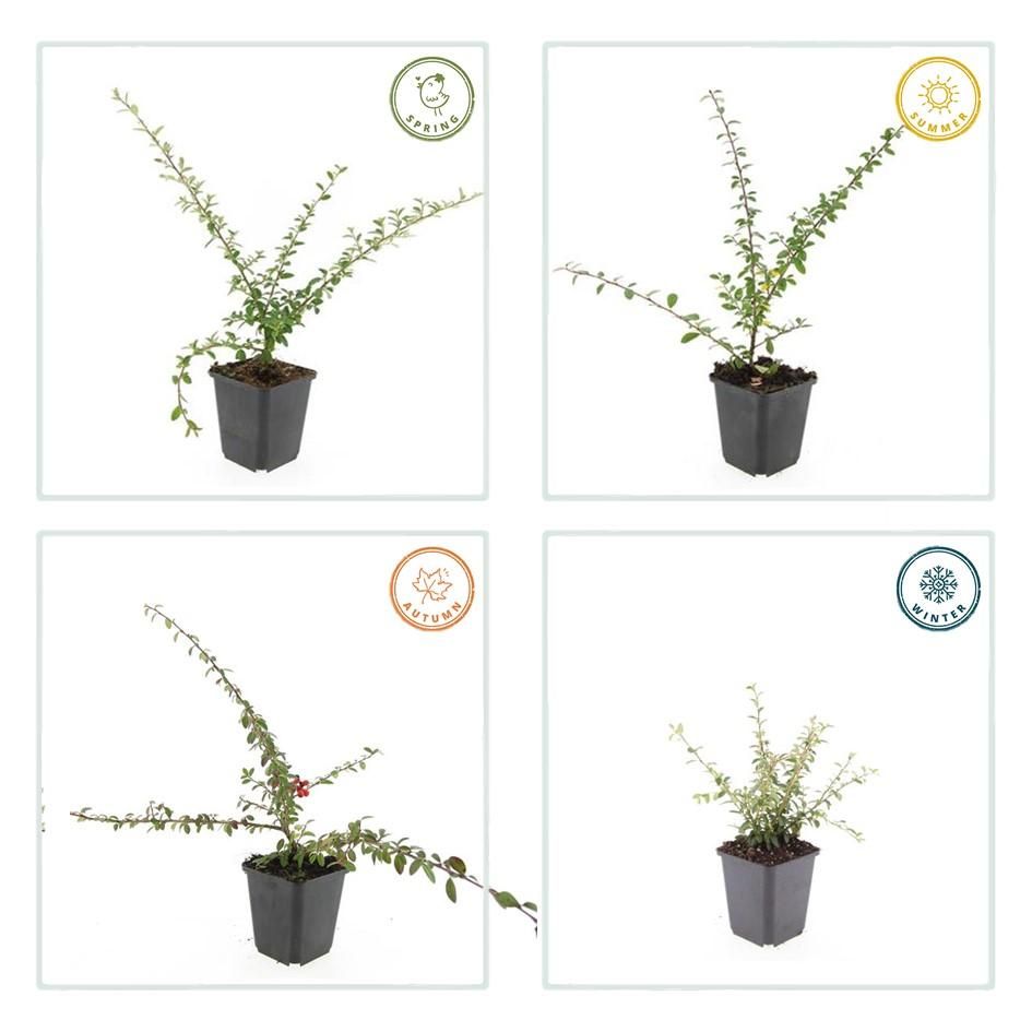 Garden basics 24x Cotoneaster suec. 'Coral Beauty' - ↕10-25cm - Ø9cm (50299)