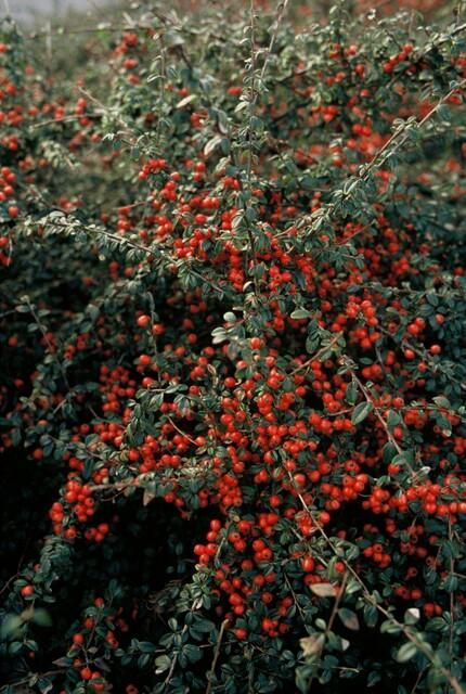 Garden basics 24x Cotoneaster suec. 'Coral Beauty' - ↕10-25cm - Ø9cm (50299)