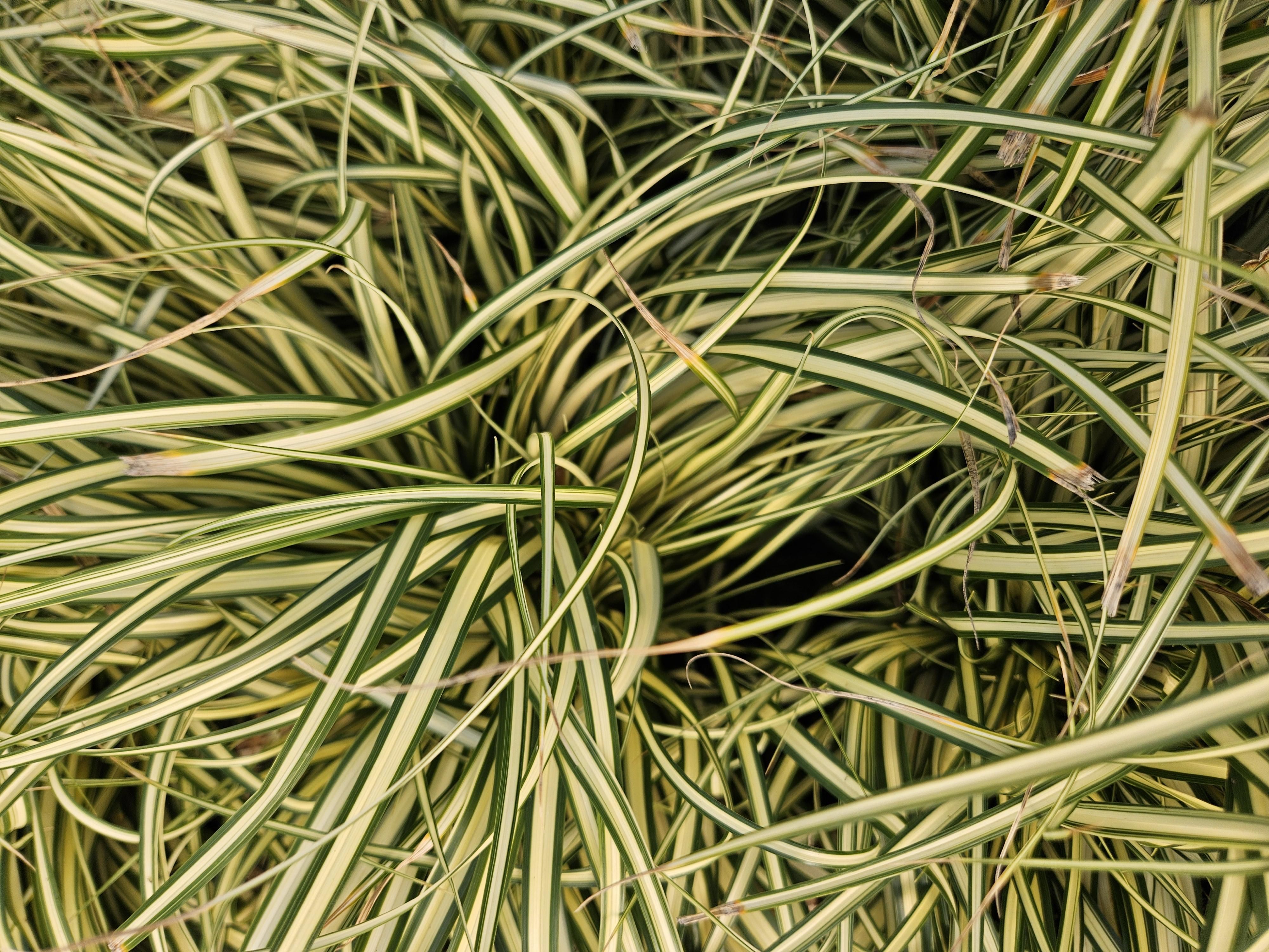Garden basics 24x Carex oshim. 'Evergold' - ↕10-25cm - Ø9cm (50386)