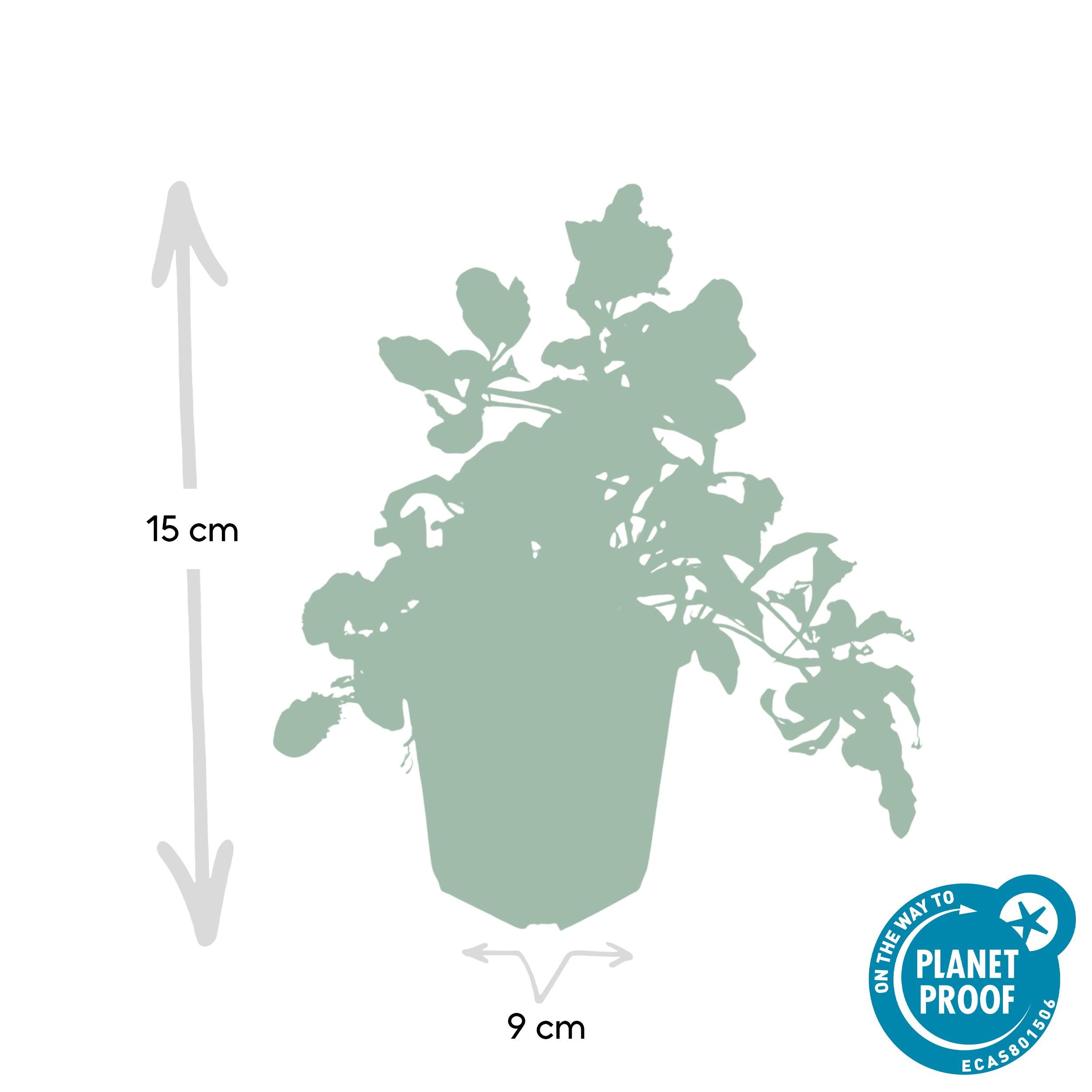 Garden basics 24x Ajuga reptans - ↕10-25cm - Ø9cm (50272)