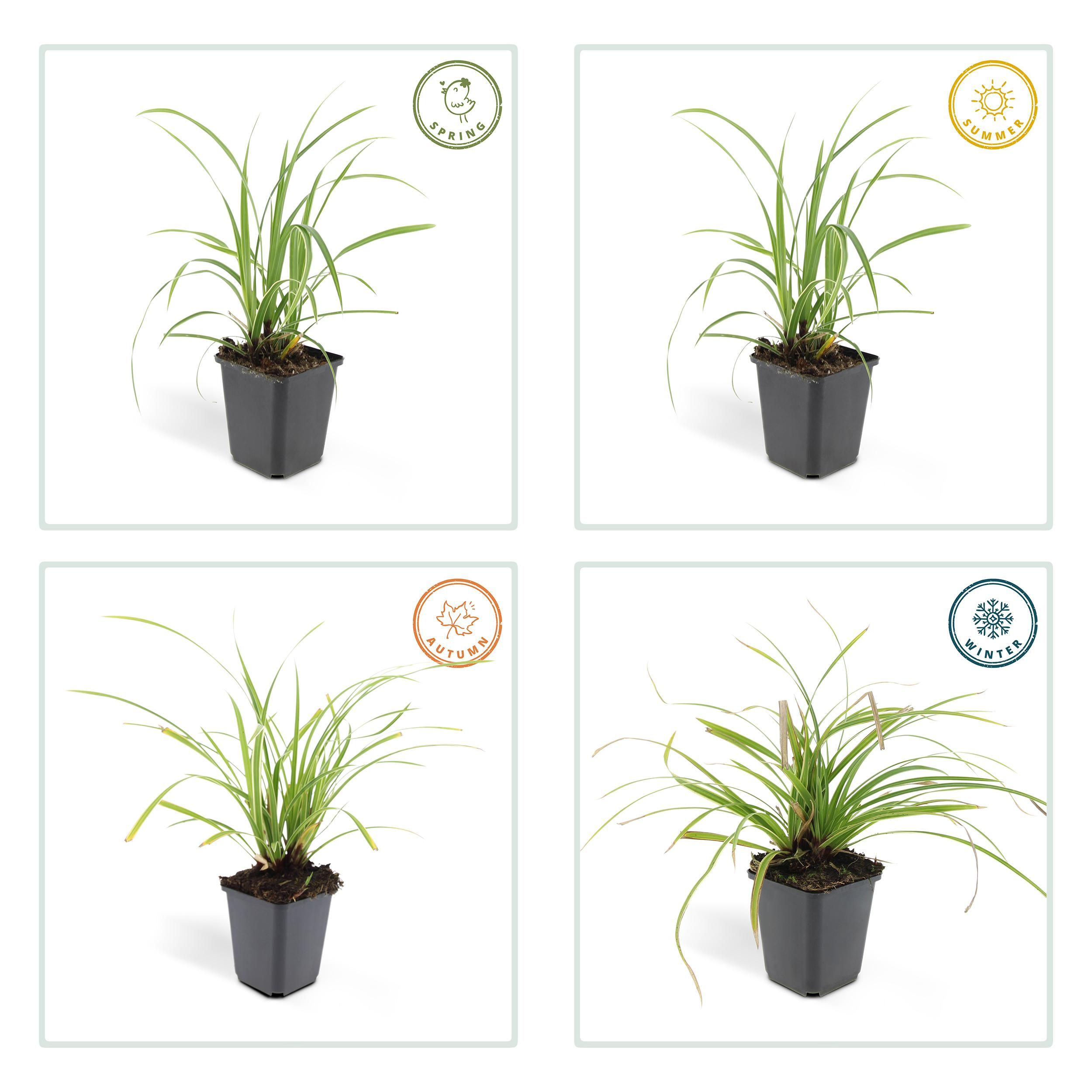 Garden basics 6x Carex morrowii 'Ice Dance' - ↕10-25cm - Ø9cm (47638)