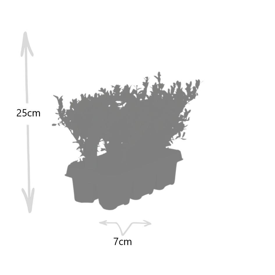 Premium basics 1x 6 pack Ilex crenata 'Jenny' - 6 x Ø7 cm (48069)