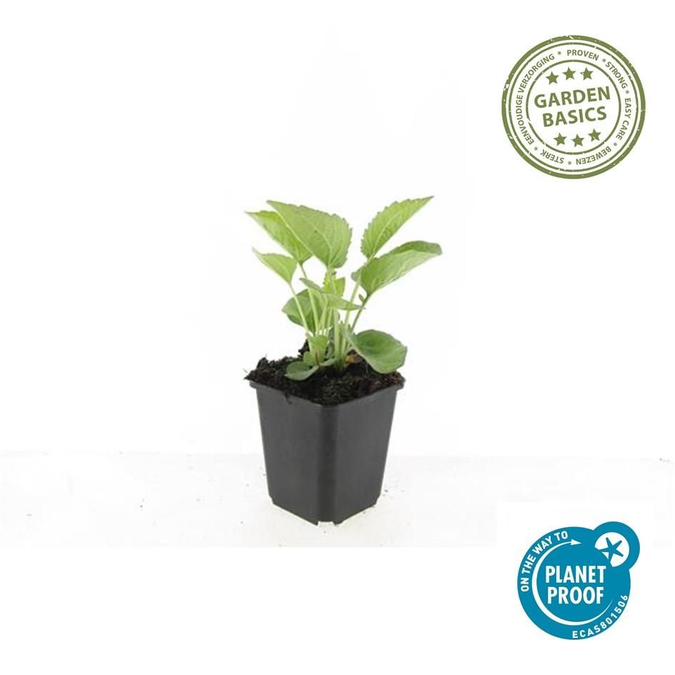 Garden basics 24x Echinacea p. 'Magnus' - ↕10-25cm - Ø9cm (50398)