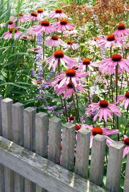 Garden basics 24x Echinacea p. 'Magnus' - ↕10-25cm - Ø9cm (50398)