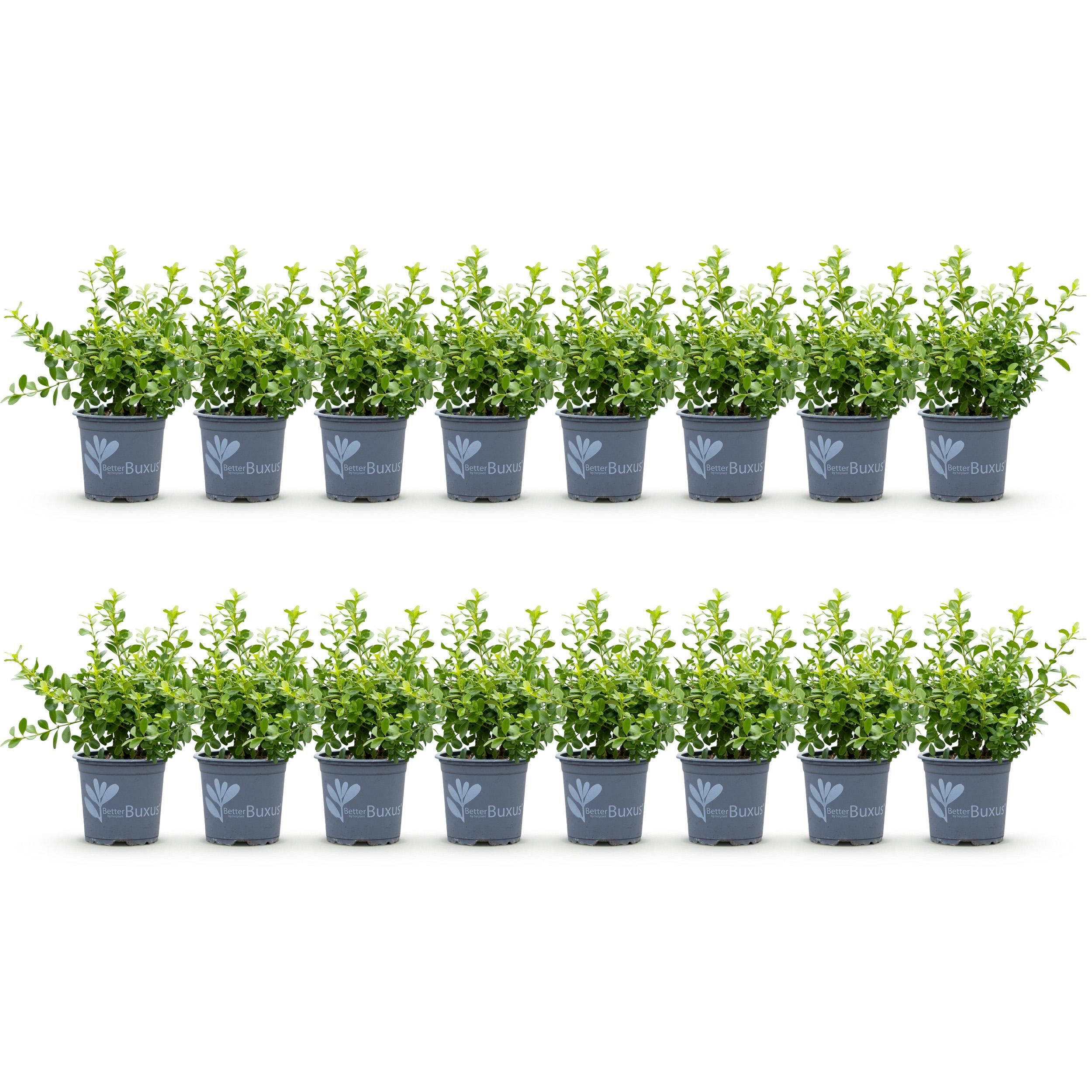 Buxus Haag - BetterBuxus Babylon Beauty - Resistant tegen de Buxus schimmel - 16 planten - 2 strekkende meter - pot 9cm hoogte 20-25 (8720862103535)