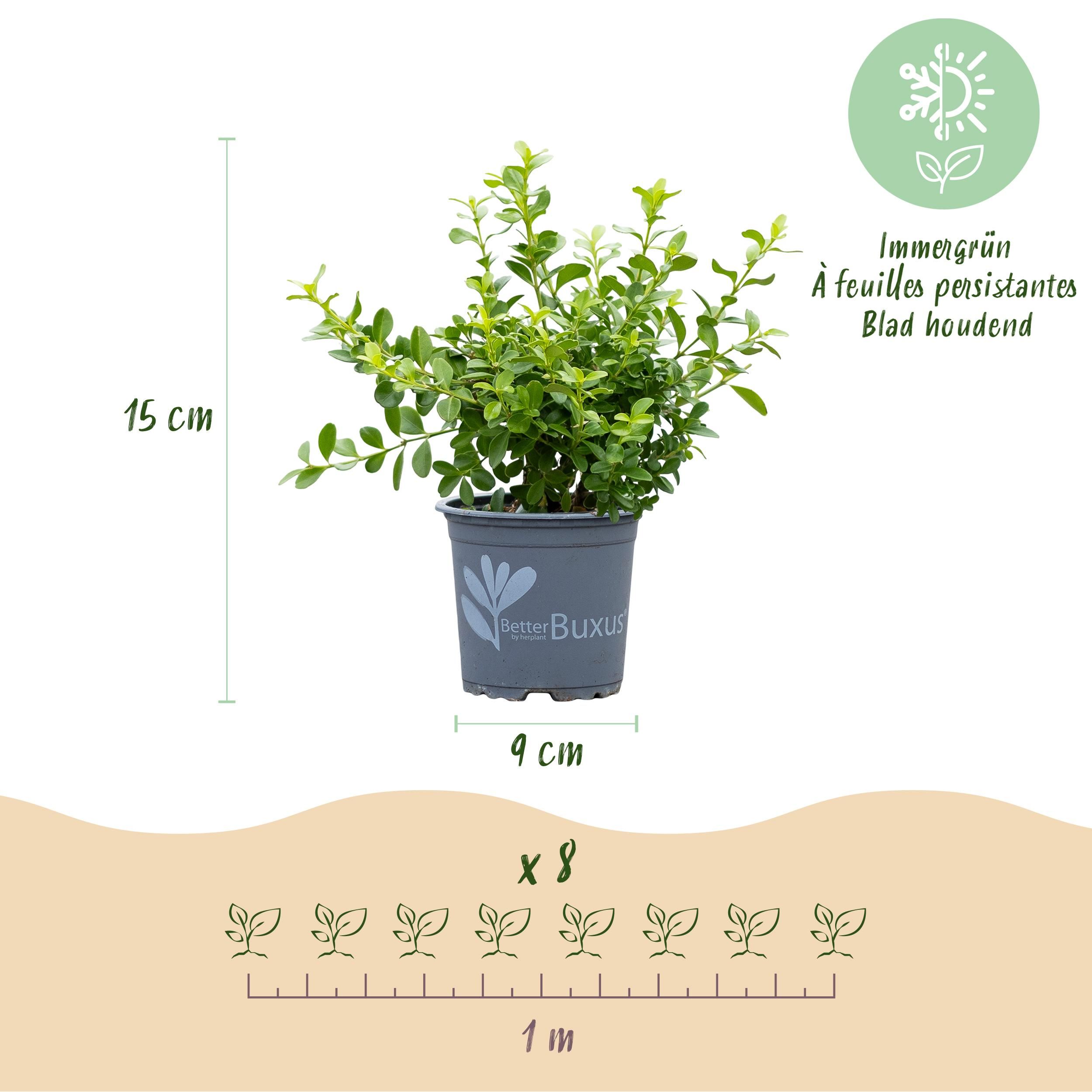 Buxus Haag - BetterBuxus Babylon Beauty - Resistant tegen de Buxus schimmel - 16 planten - 2 strekkende meter - pot 9cm hoogte 20-25 (8720862103535)