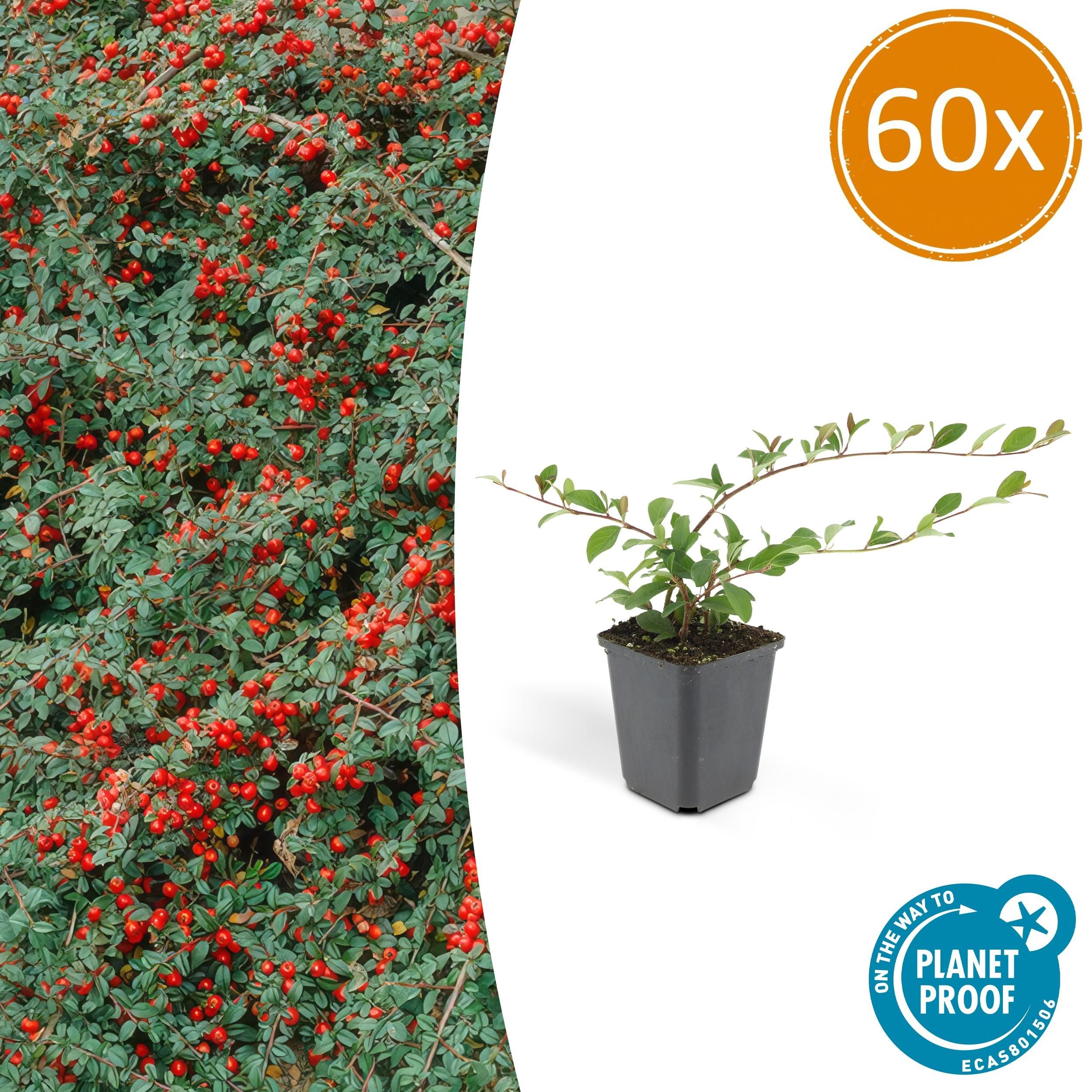 Garden basics 60x Cotoneaster dam. 'Major' - Ø9cm (46883)