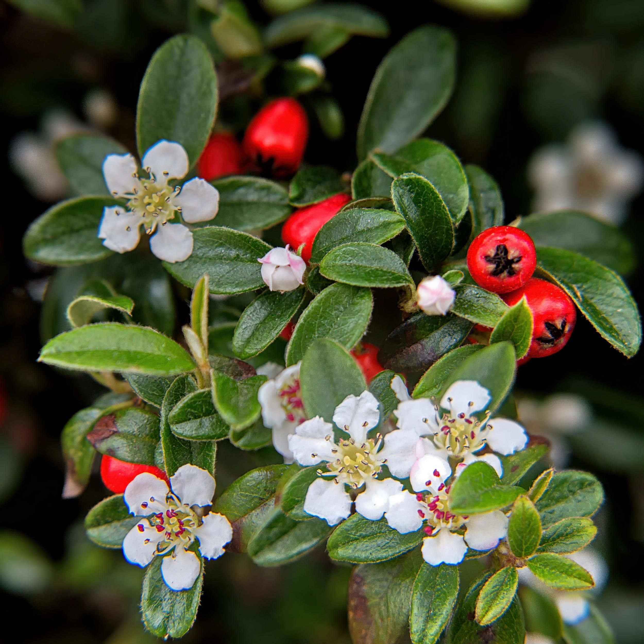 Garden basics 60x Cotoneaster dam. 'Major' - Ø9cm (46883)