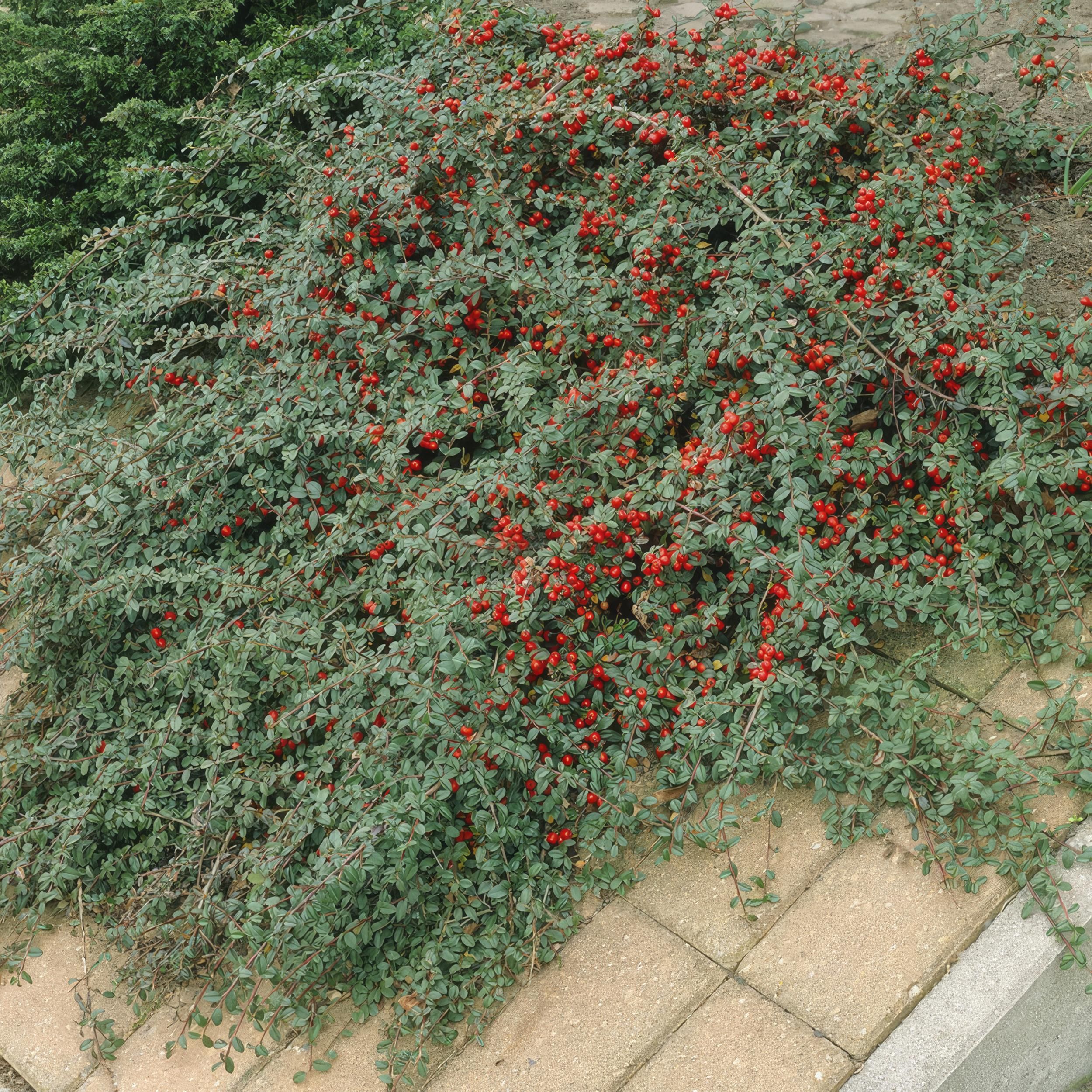 Garden basics 60x Cotoneaster dam. 'Major' - Ø9cm (46883)