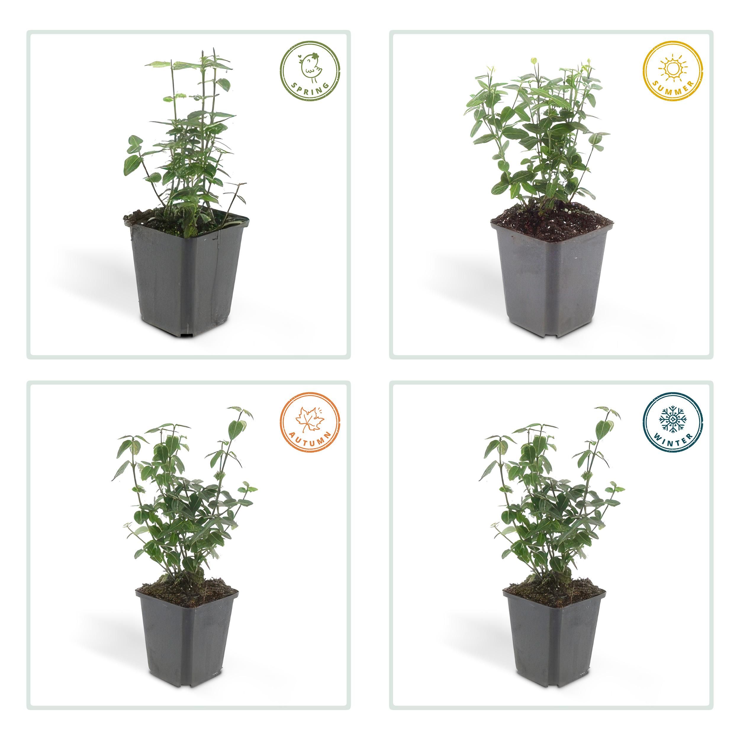 Garden basics 12x Euonymus fortunei radicans - ↕10-25cm - Ø9cm (47721)