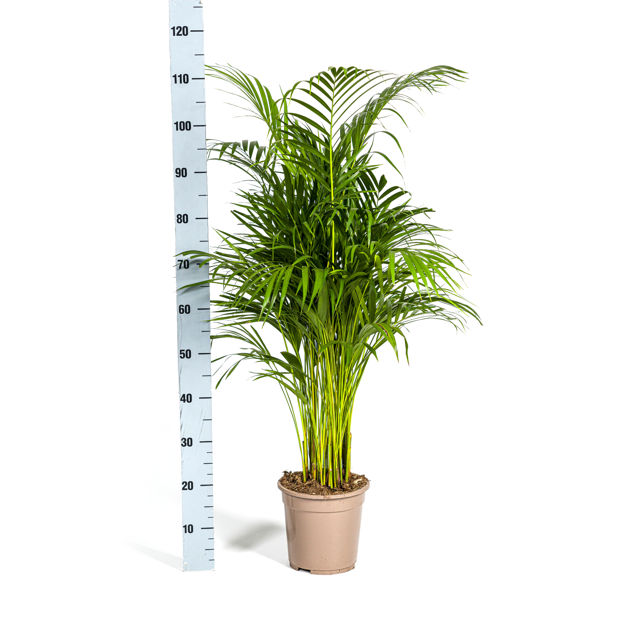 Dypsis Areca Lutescens met mand Ø21cm - ↕100 (48557)