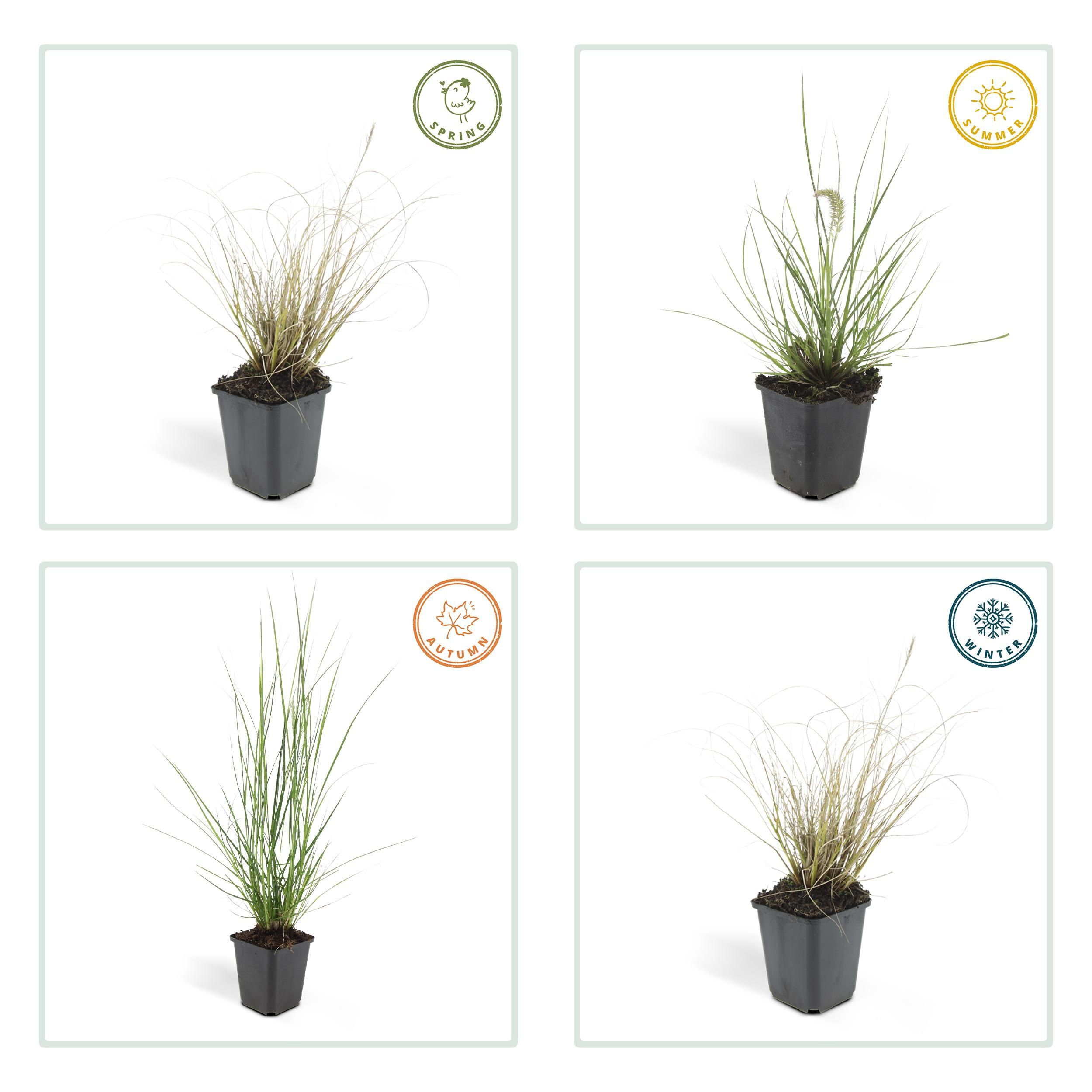 Garden basics 12x Pennisetum alopecuroides 'Hameln' - ↕10-25cm - Ø9cm (46981)