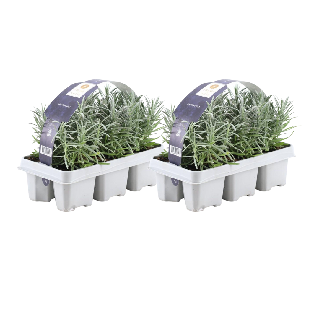 Premium basics 2x 6 pack Lavendel angustifolia - Ø7 cm (48268)