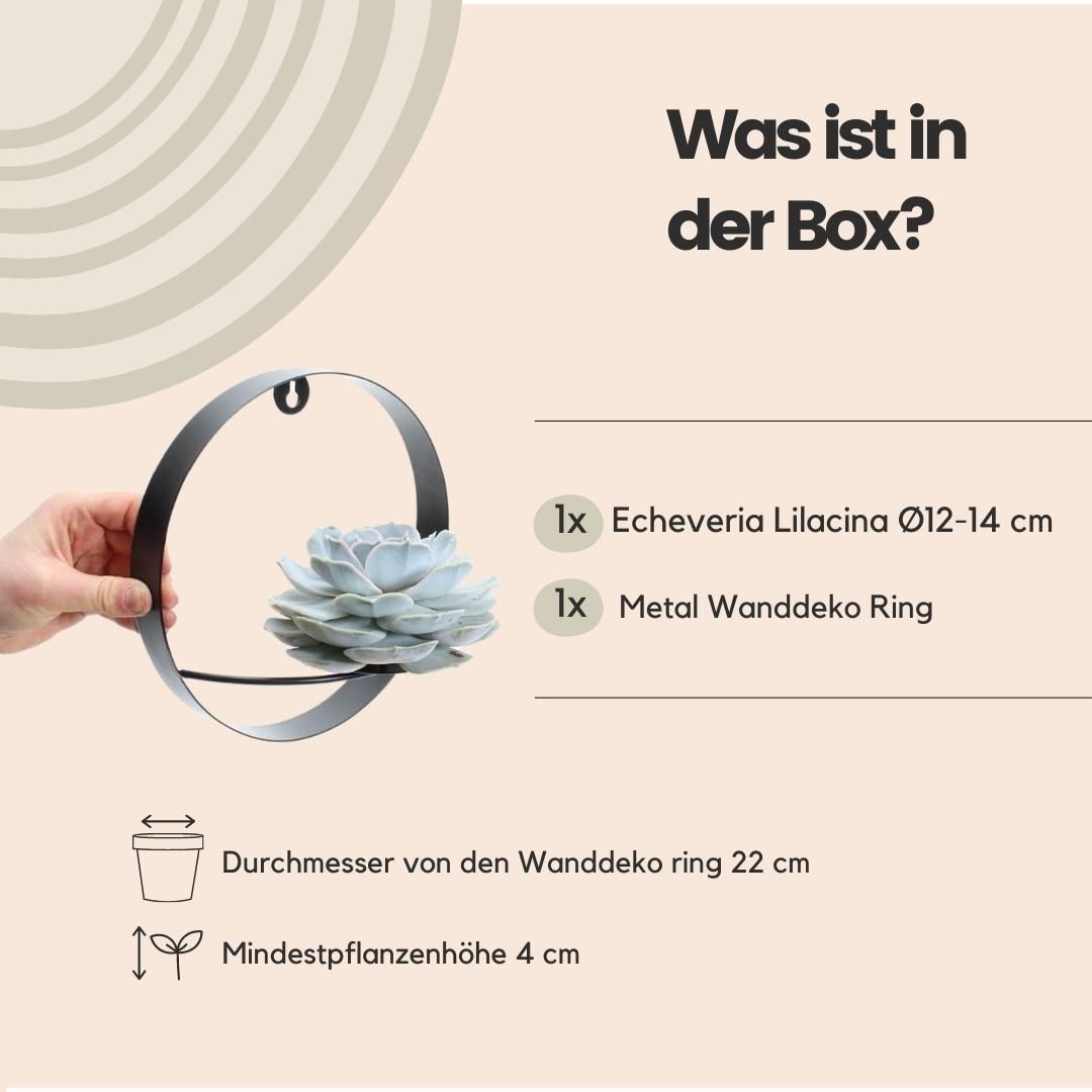 Rootless by aloe demi ROOTLESS Succulent Echeveria Lilacina op Muurdeco standaard zwart Ø20 cm (8721001420261)