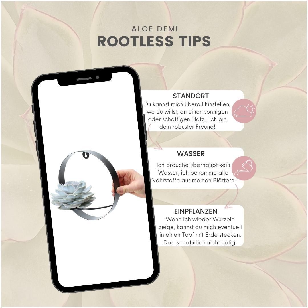 Rootless by aloe demi ROOTLESS Succulent Echeveria Lilacina op Muurdeco standaard zwart Ø20 cm (8721001420261)