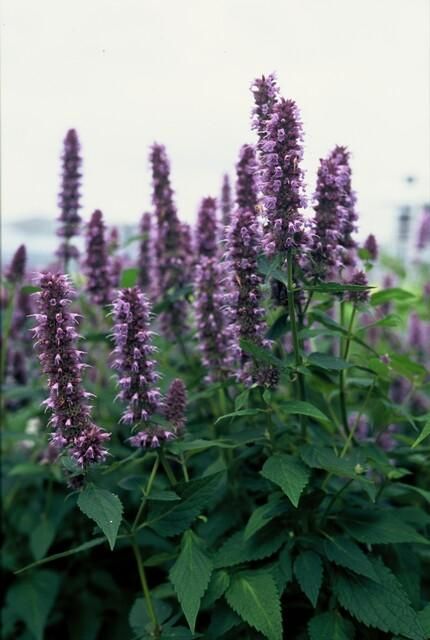 Garden basics 60x Agastache 'Blue Fortune' - ↕10-25cm - Ø9cm (47568)