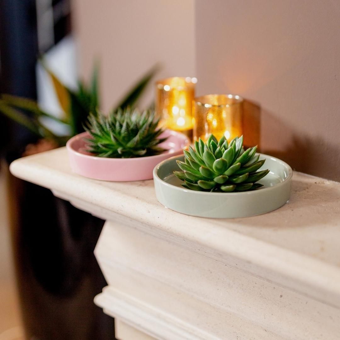 Rootless by aloe demi ROOTLESS Succulent Echeveria Pulidonis in schaal 'wit' Ø20 cm (8721001420117)