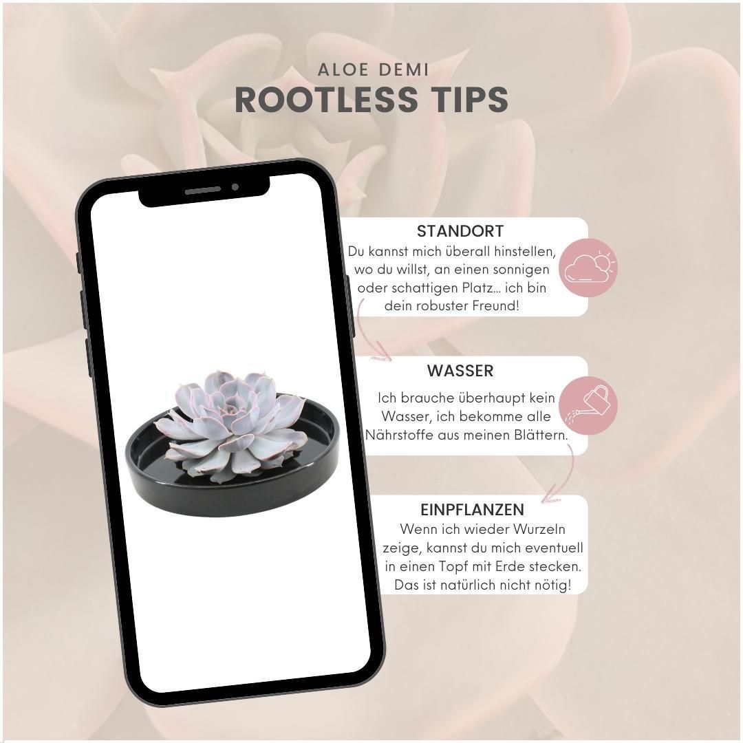 Rootless by aloe demi ROOTLESS Succulent Echeveria Lilacina in schaal 'zwart' Ø20 cm (8721001420209)