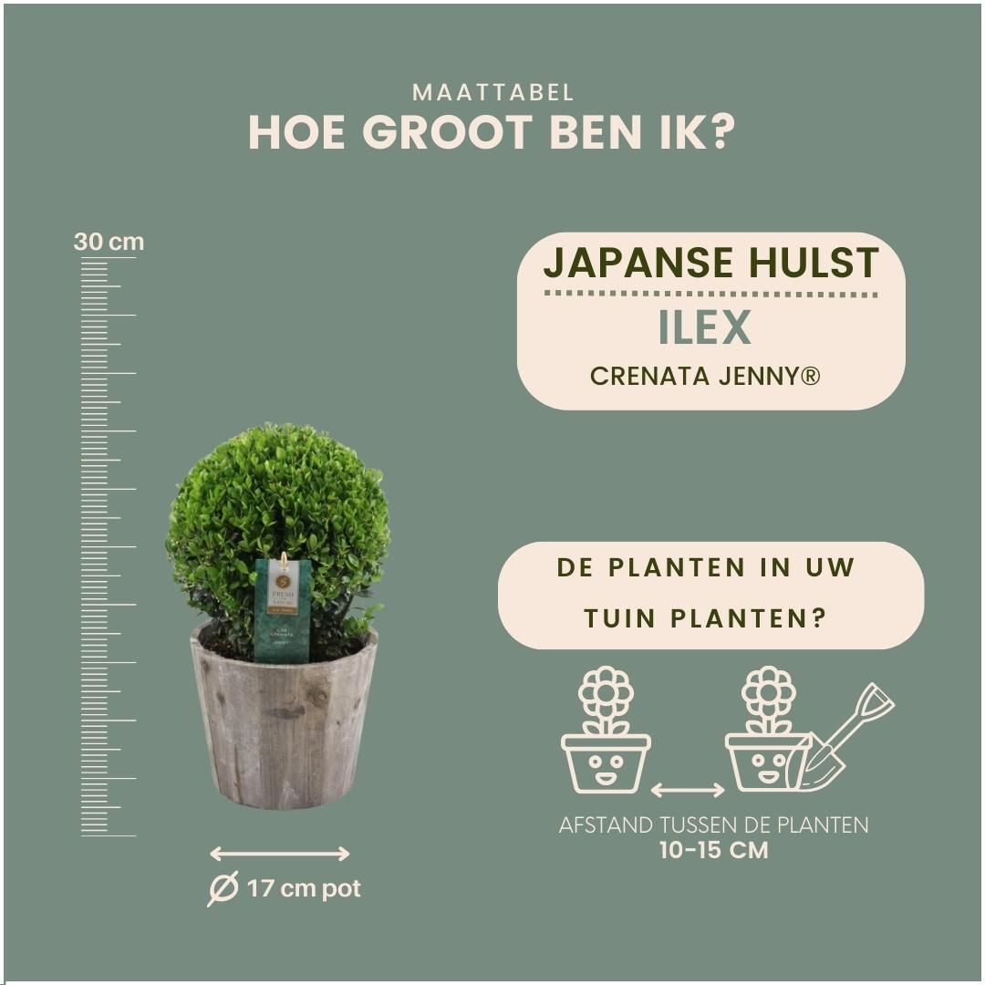 Plants by frank 2x Ilex crenata 'Jenny' bol in houten pot | set van 2 stuks | 20 cm Ø diameter (8721001420353)