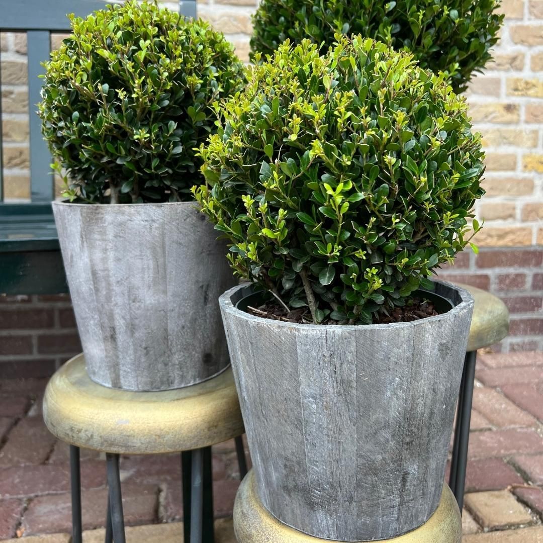 Plants by frank 2x Ilex crenata 'Jenny' bol in houten pot | set van 2 stuks | 20 cm Ø diameter (8721001420353)