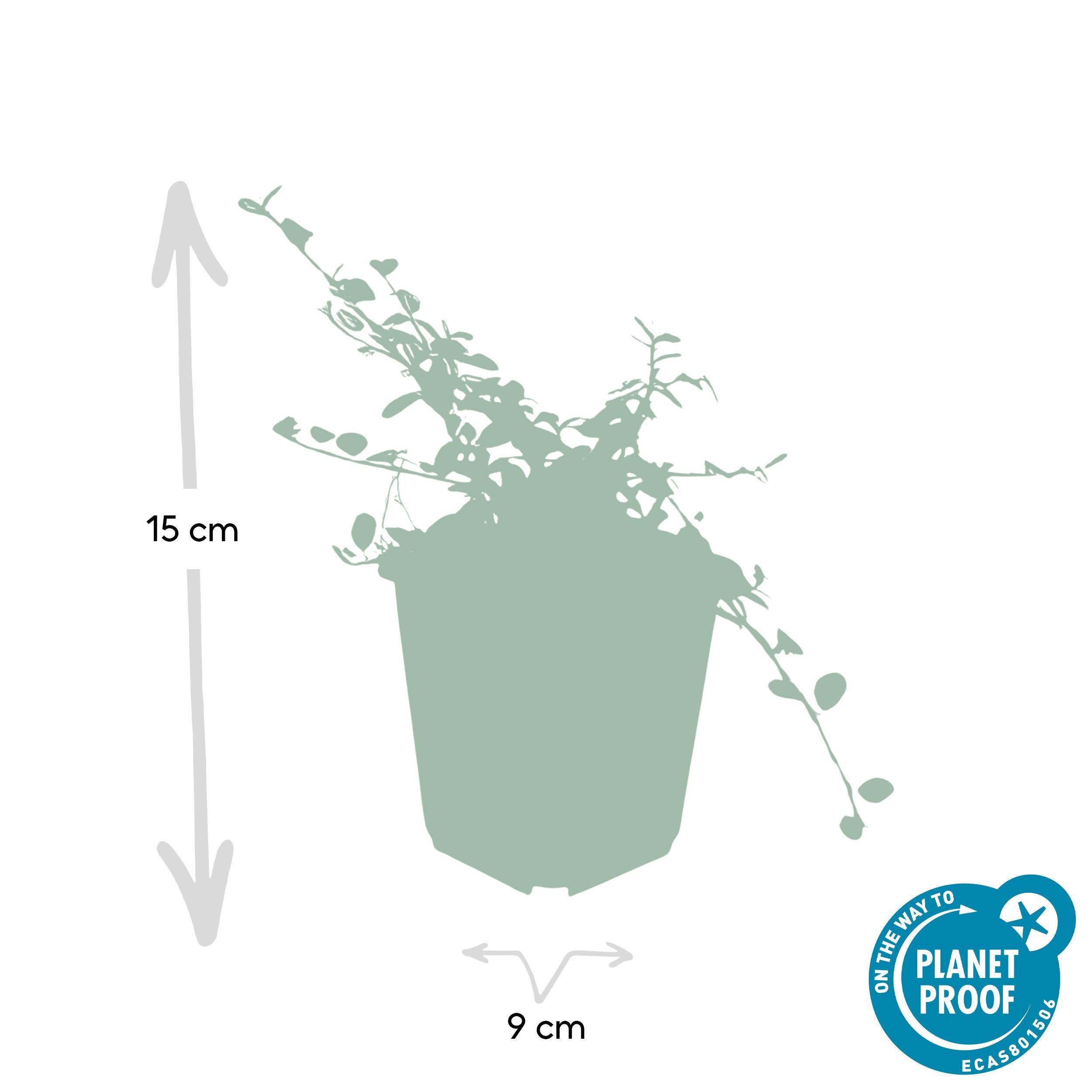 Garden basics 6x Cotoneaster pr. 'Queen of Carpets' - ↕10-25cm - Ø9cm (46889)