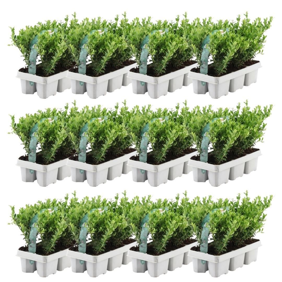 Premium basics 12 x 6 pack Ilex crenata 'Jenny' - Ø7 cm (48275)